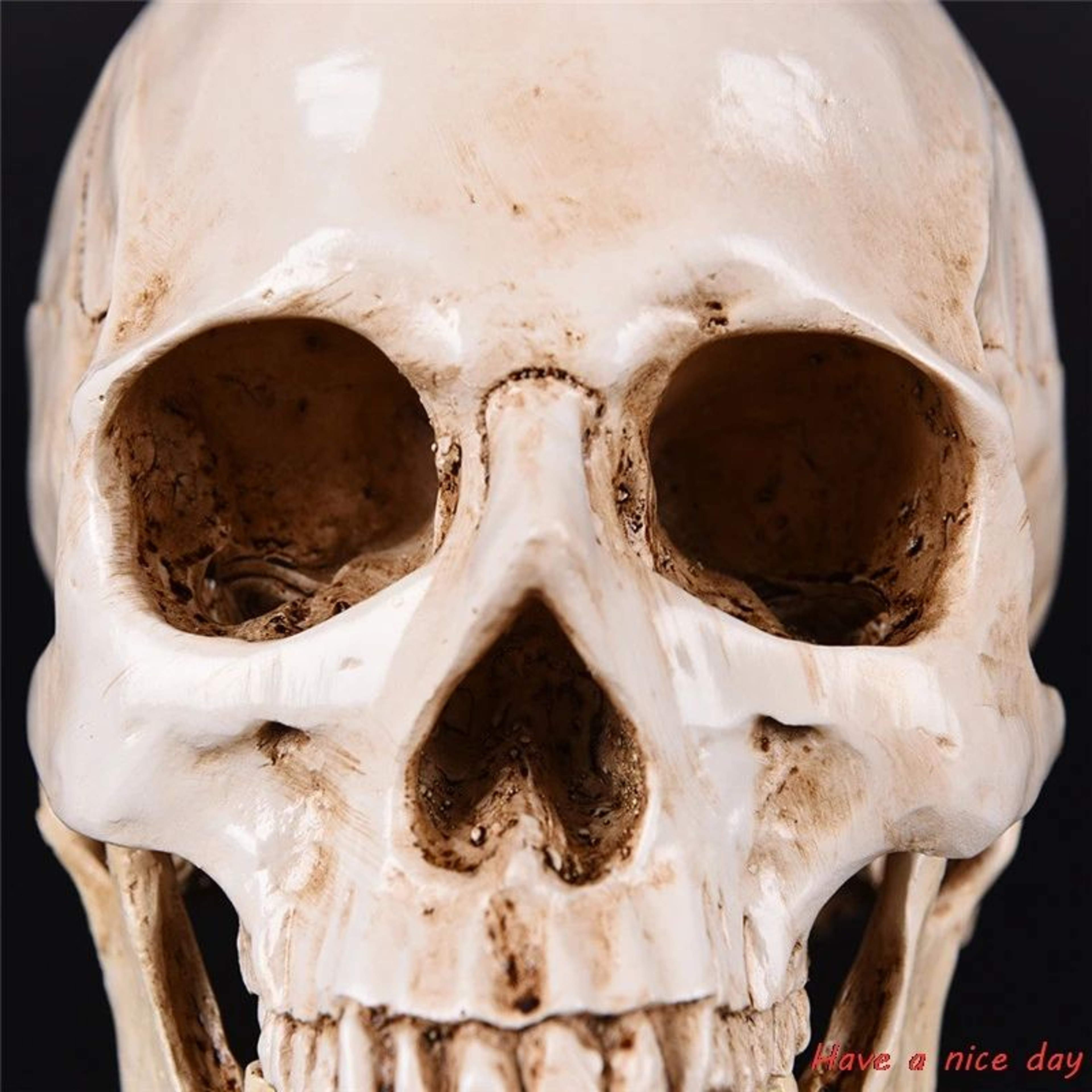 LifeSize Human Skull Resin Model   Anatomical Head Replica Halloween Decor  Medical Display 2