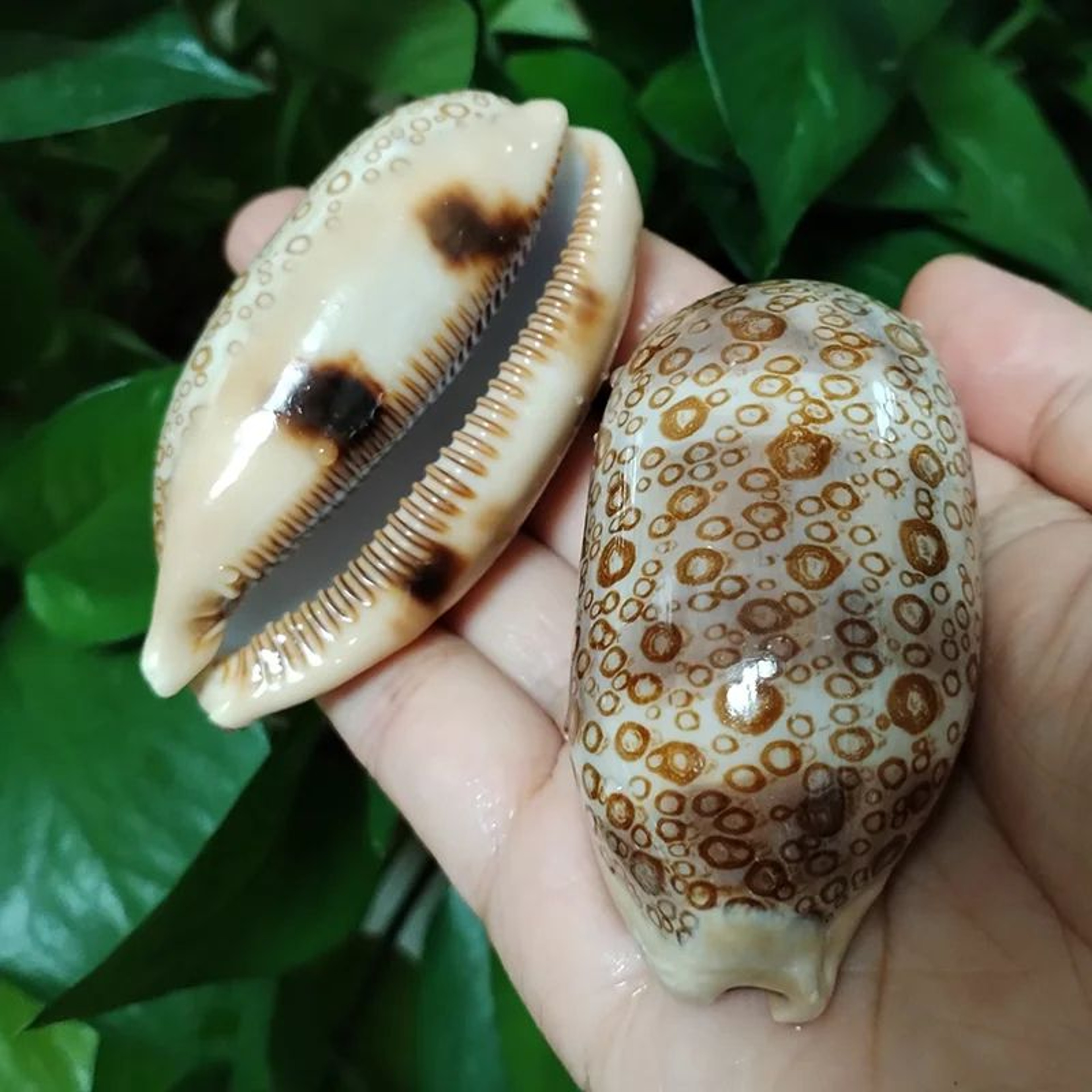 2pcs Talparia Argus Cowrie Shell Set  Natural Serpent Head Sea Shell Decor For Aquarium  Home 0