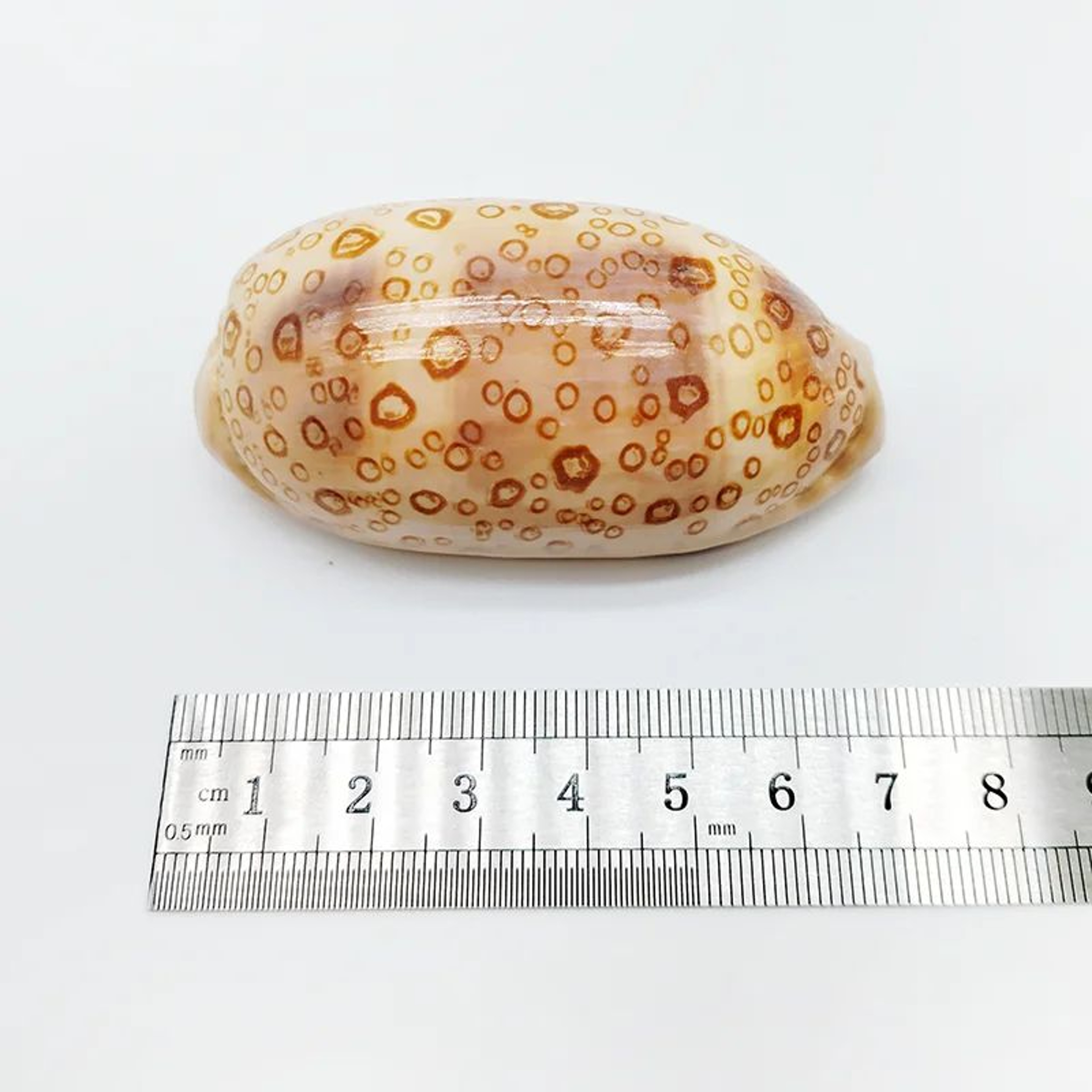 2pcs Talparia Argus Cowrie Shell Set  Natural Serpent Head Sea Shell Decor For Aquarium  Home 5