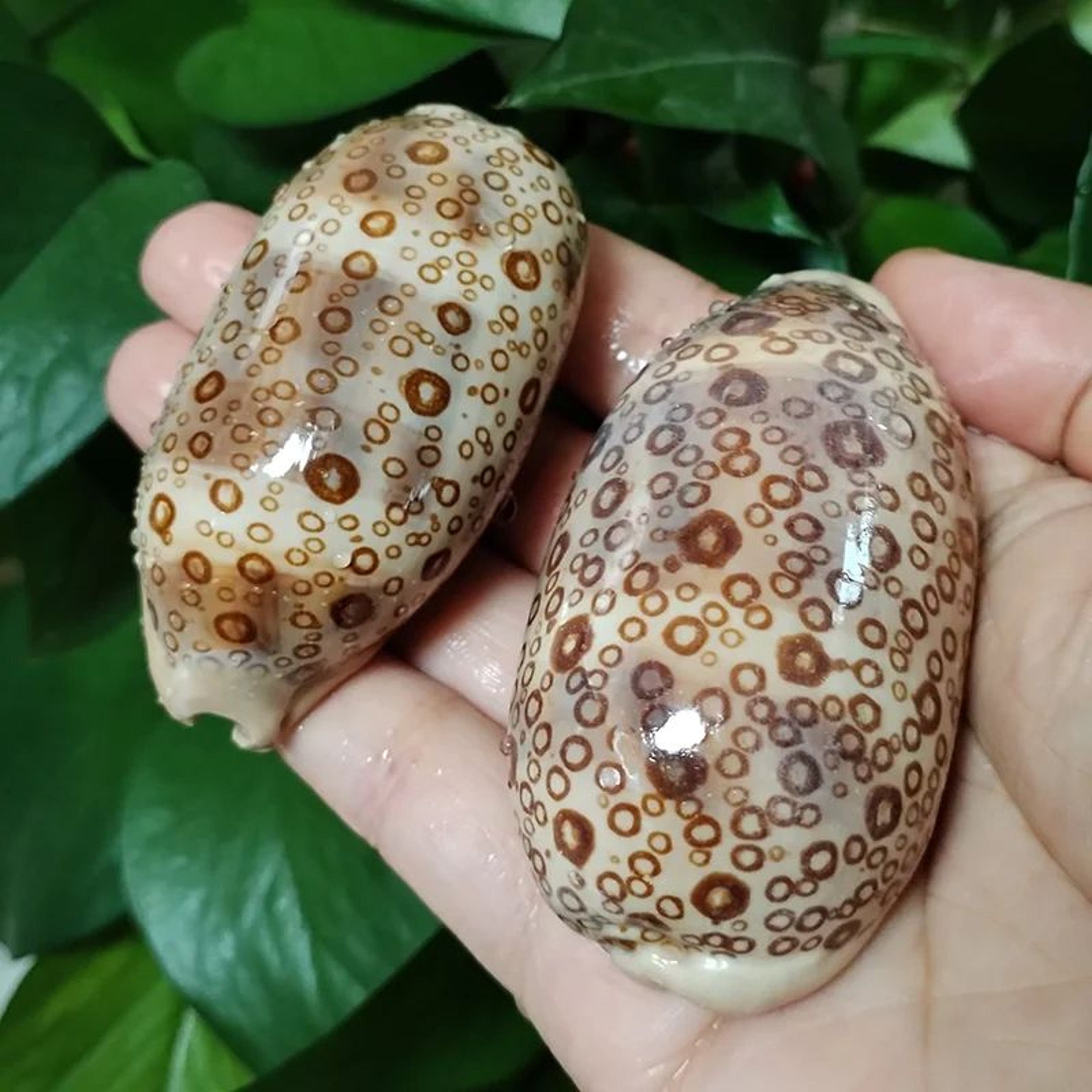 2pcs Talparia Argus Cowrie Shell Set  Natural Serpent Head Sea Shell Decor For Aquarium  Home 1