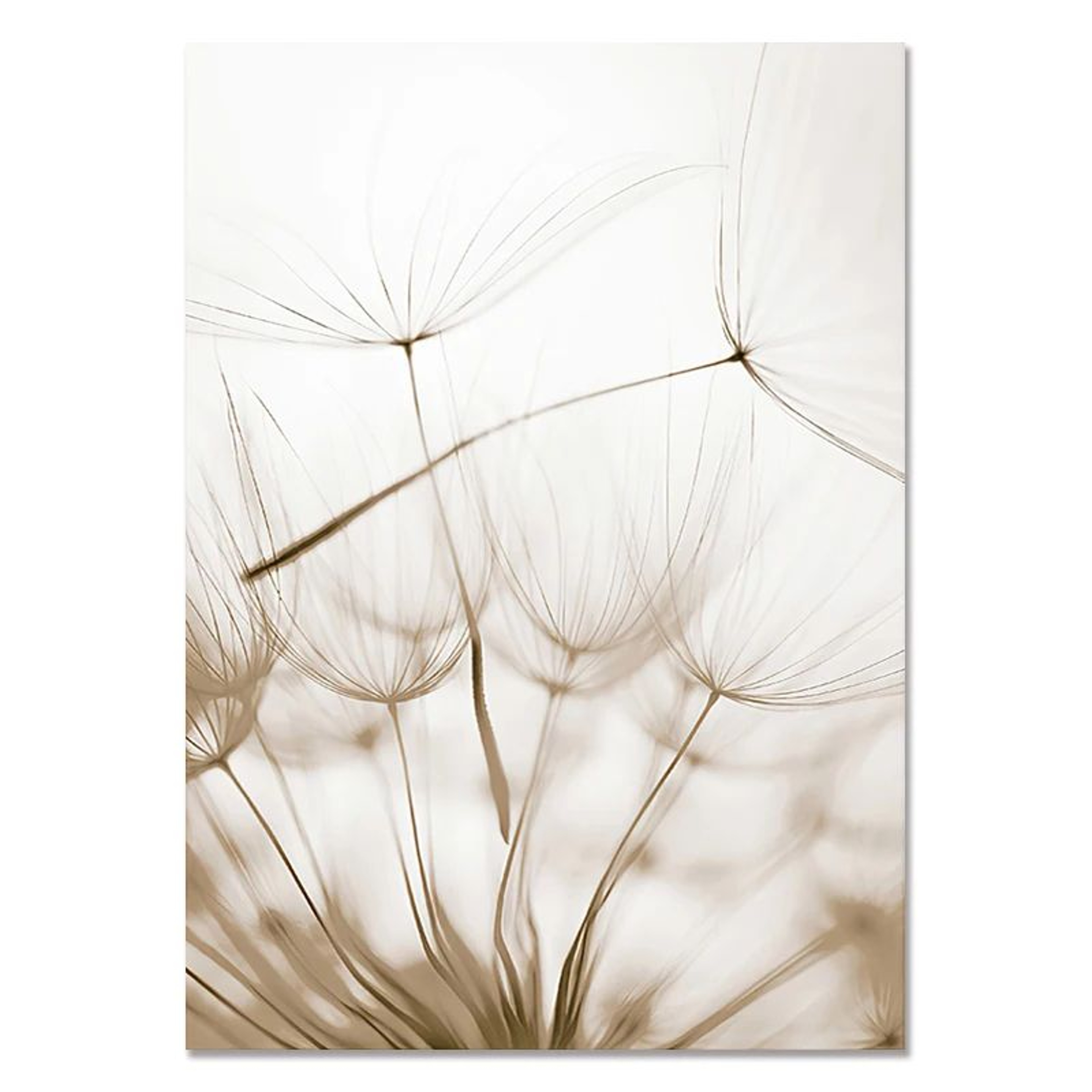 Nordic Beach Canvas Wall Art For Living Room  White Shell Dandelion Floral Home Decor 6