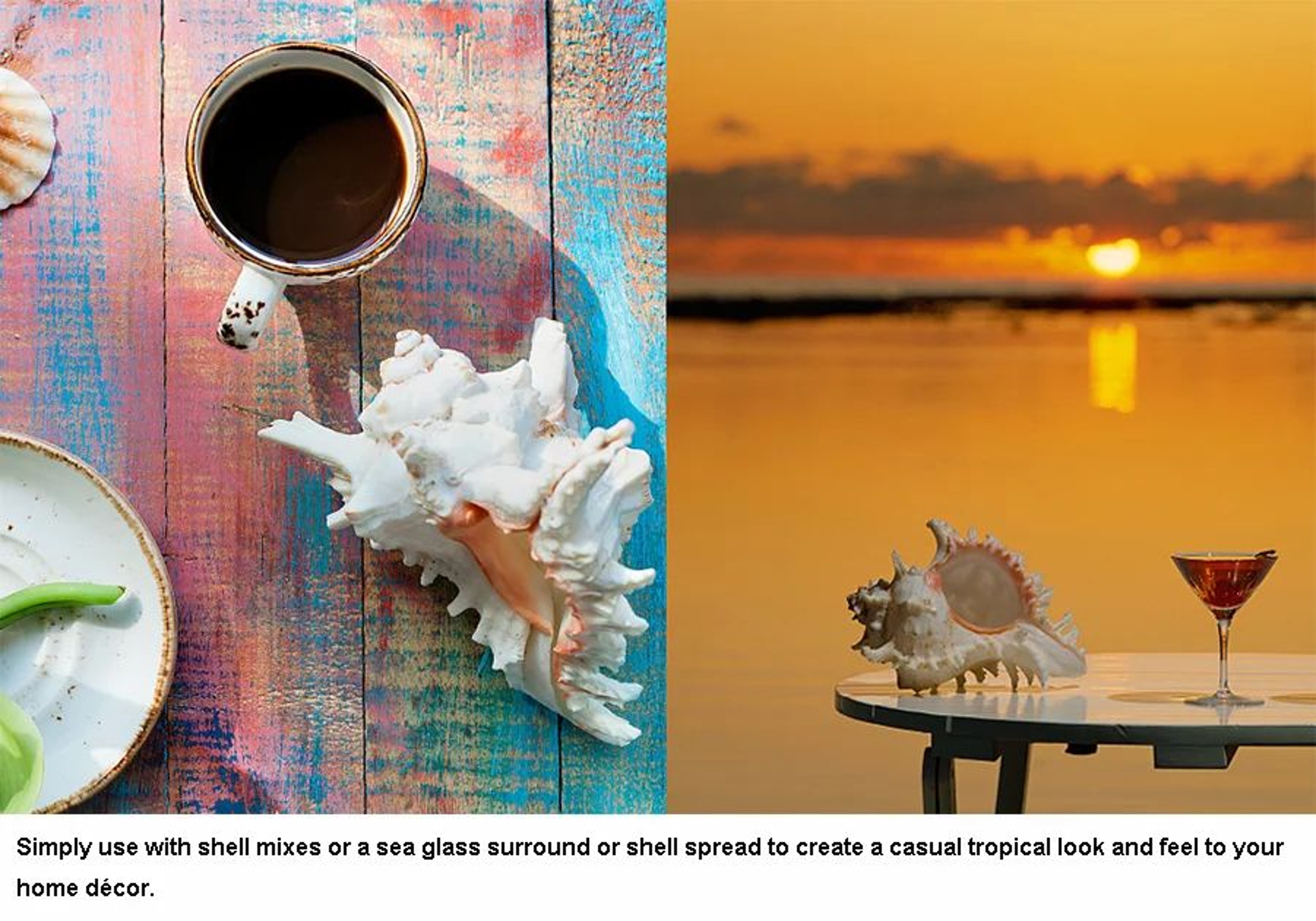 Large Natural Murex Ramosus Sea Shell  Real Ocean Conch Decor For Coastal Home  Wedding Display 6