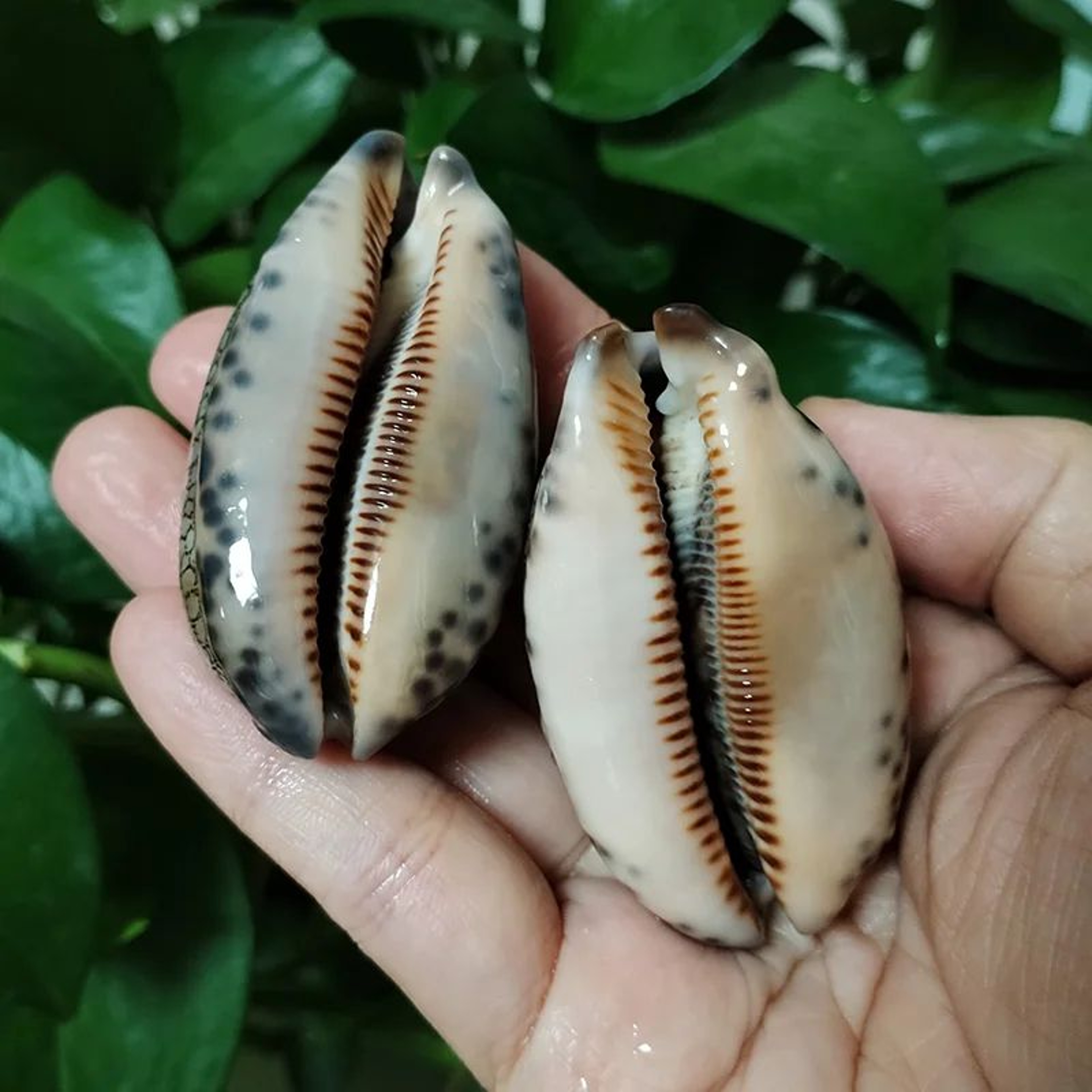 Natural Arabian Cowrie Shell Set  2PCS Large Seashells For DIY Crafts  Beach Decor 1