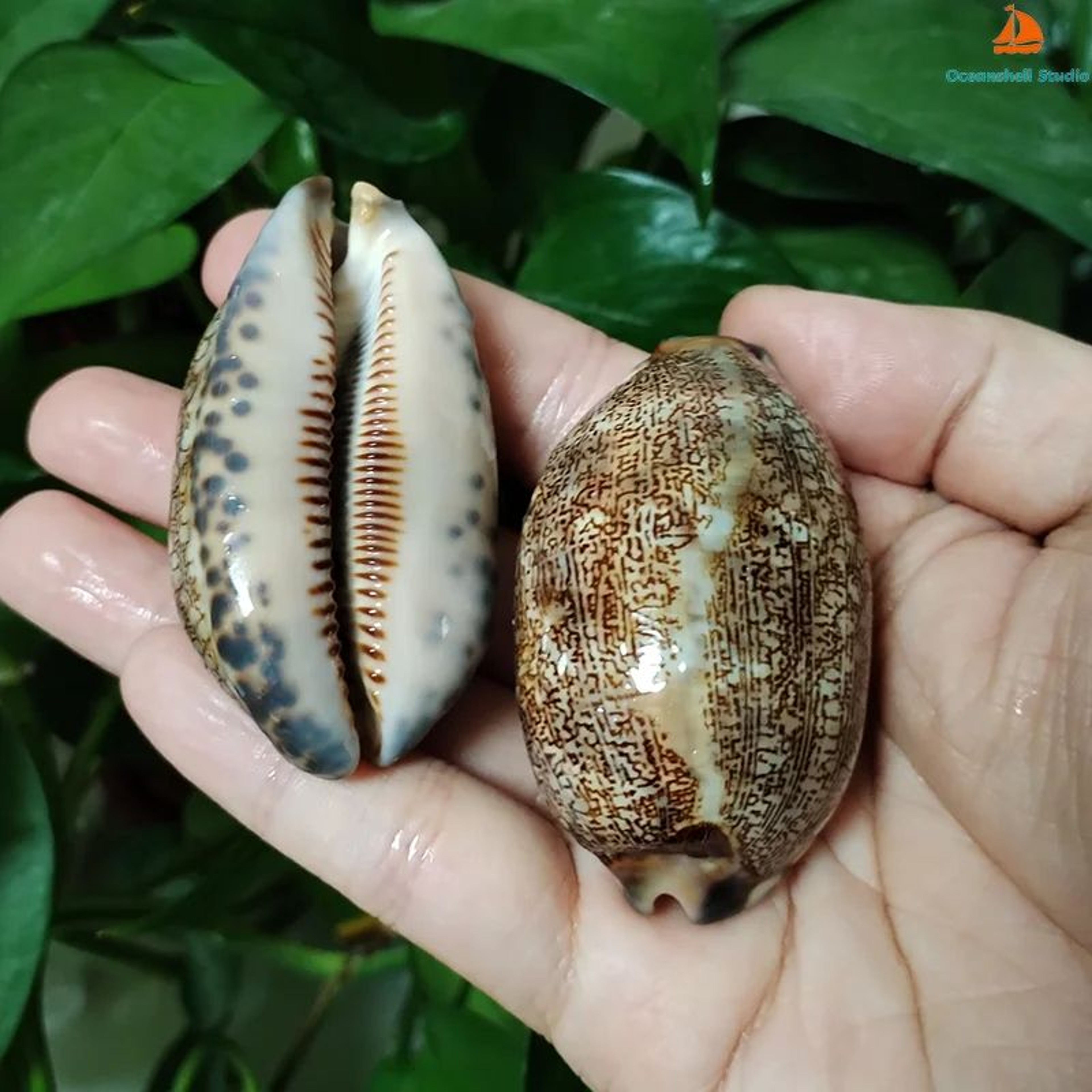 Natural Arabian Cowrie Shell Set  2PCS Large Seashells For DIY Crafts  Beach Decor 5