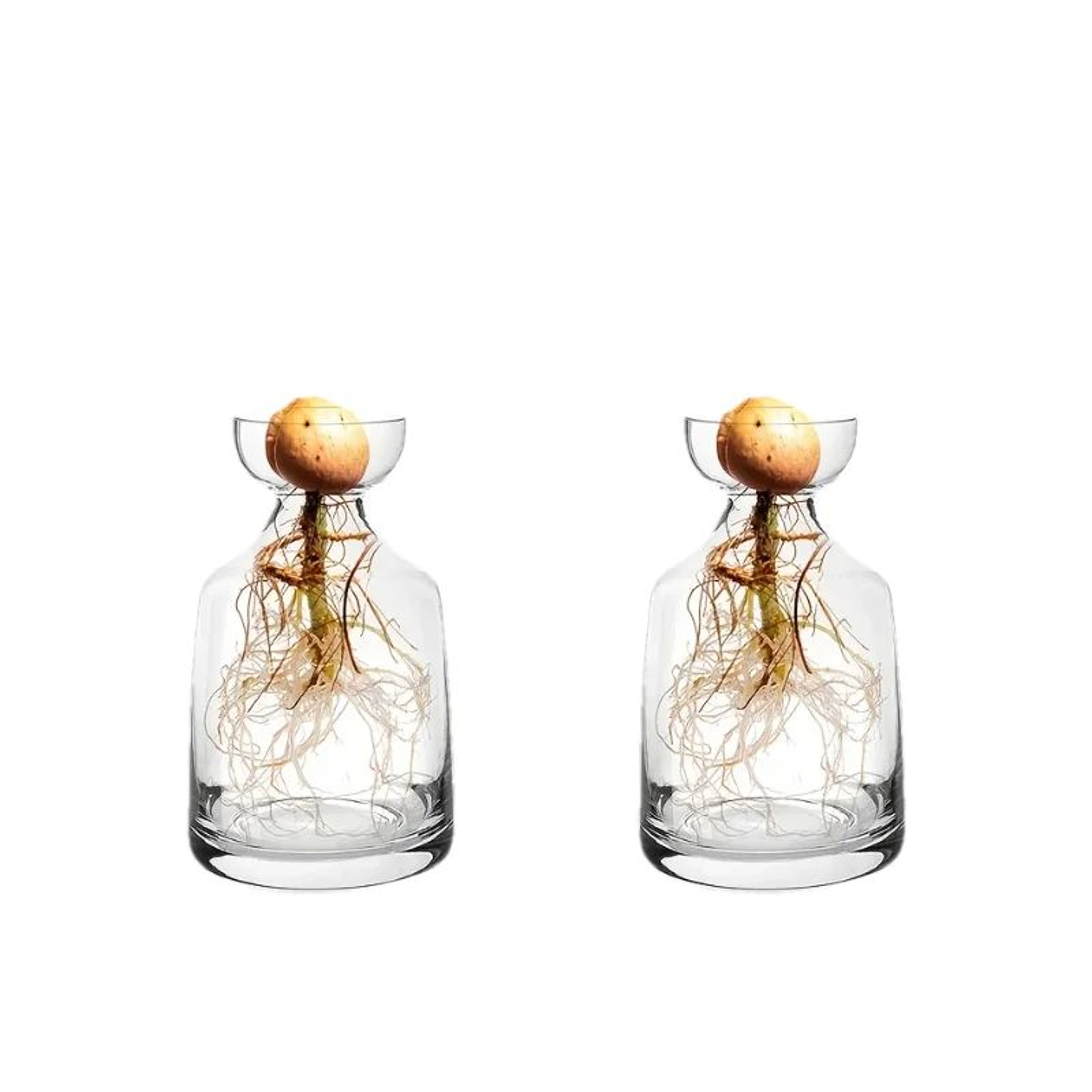 4Piece Avocado Seed Starter Vase Set  Glass Growing Kit For Indoor Plant Lovers 2