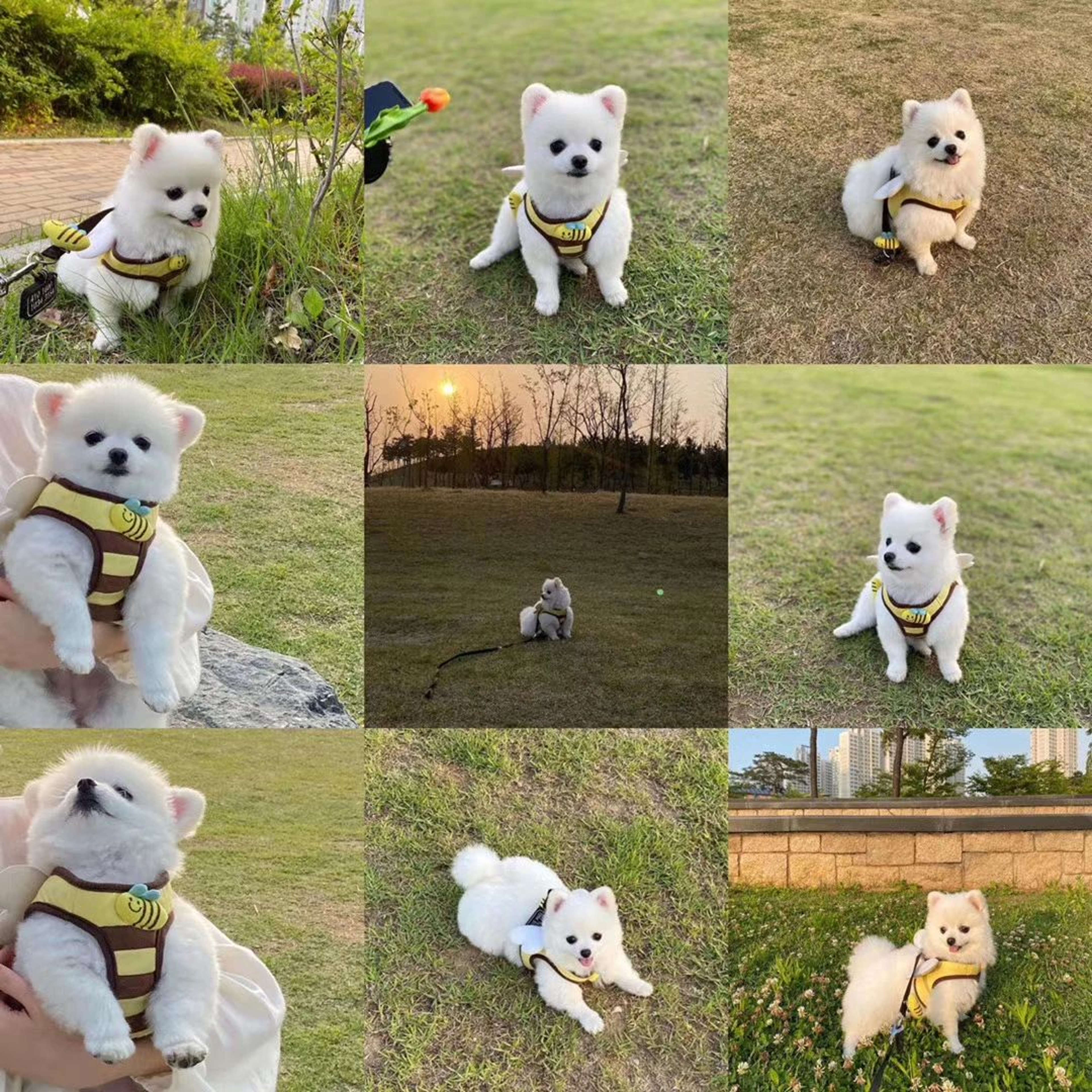 Cute Bee Dog Harness  Leash Set  Soft Breathable Puppy Vest Harness With Matching Lead For Small Do 3