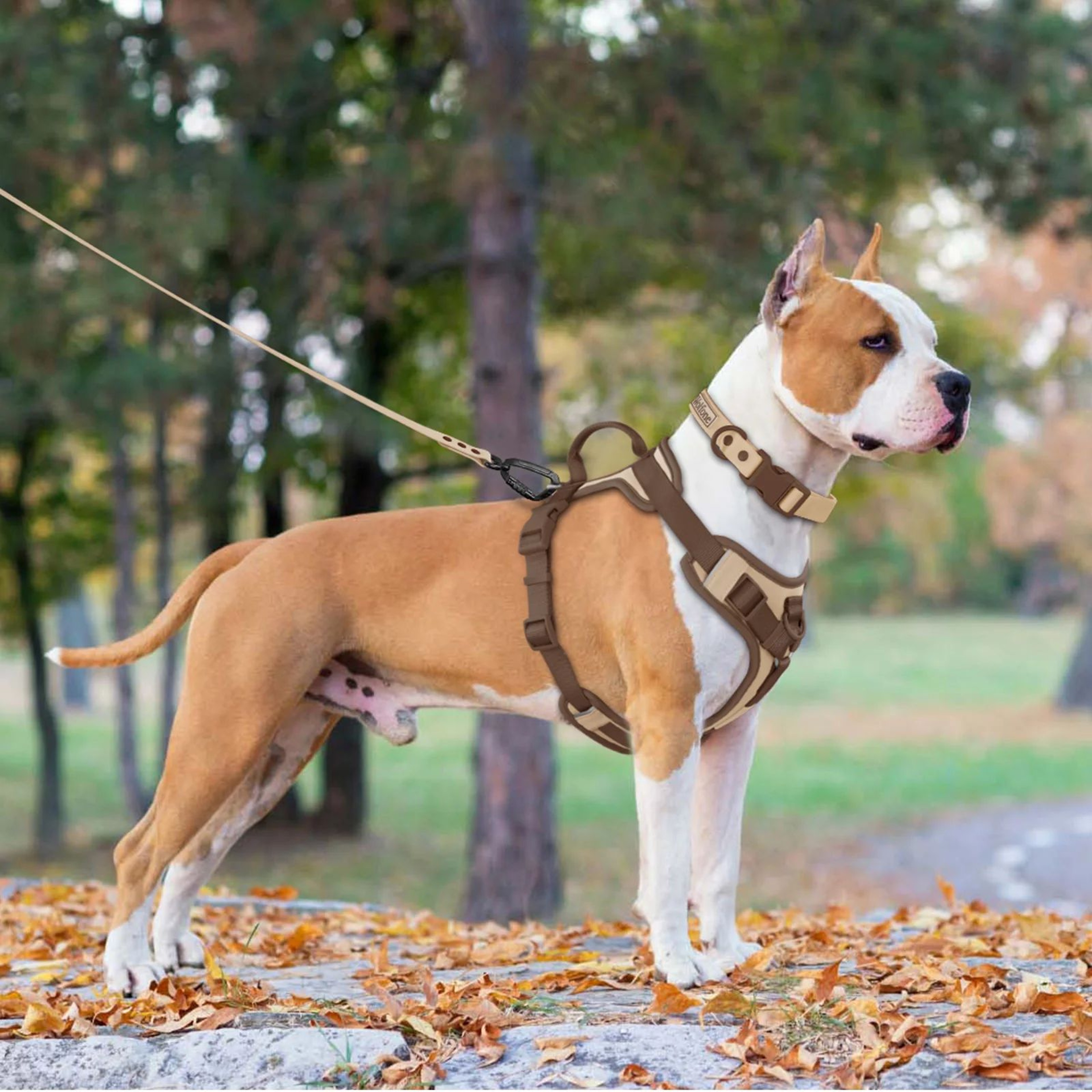 Luxury No Pull Dog Harness  Adjustable Personalized Chest Strap Harness For Small Medium  Large Dog 5