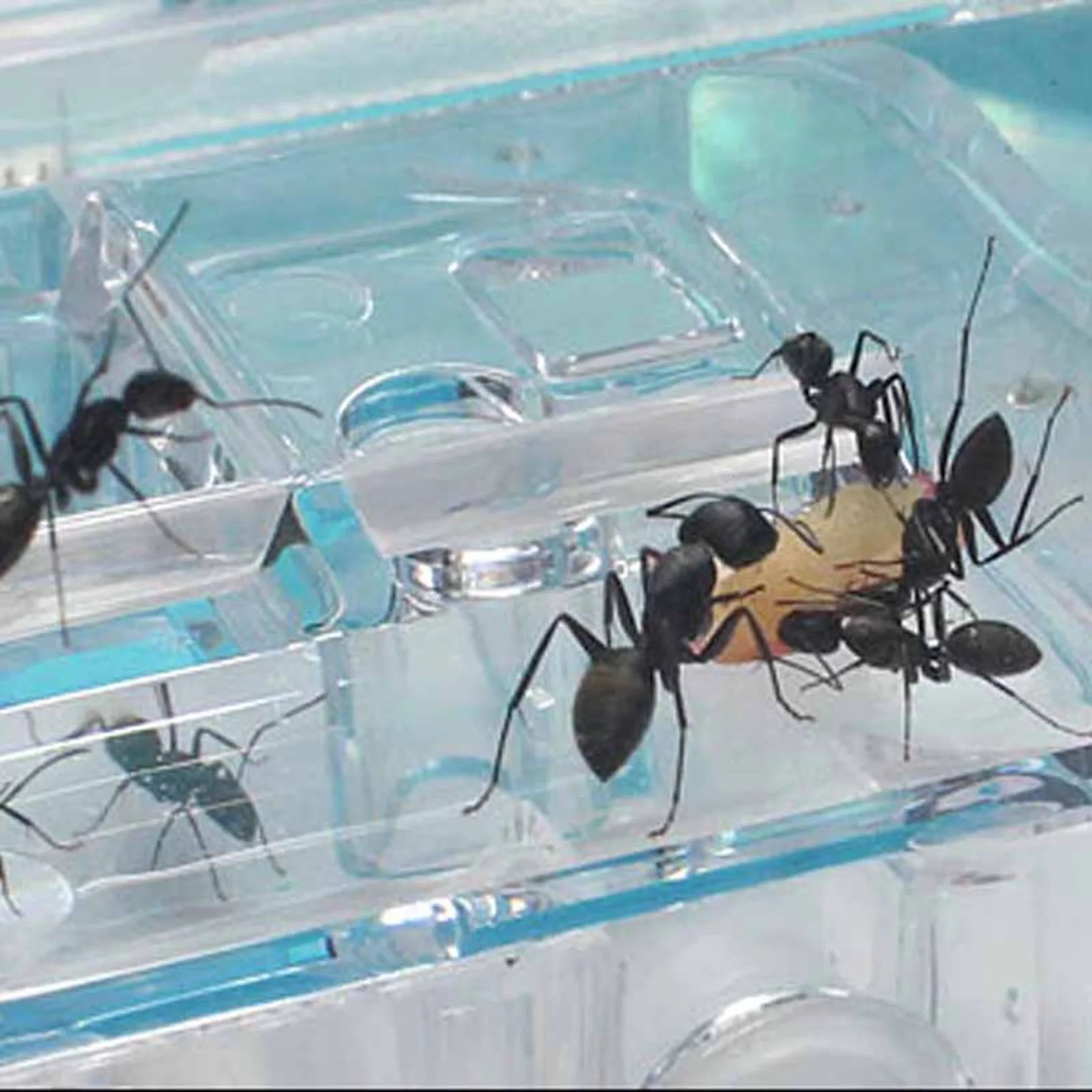 Ant Farm Castle Science Kit  Educational Observation Habitat For Studying Ant Behavior With HandsOn 4