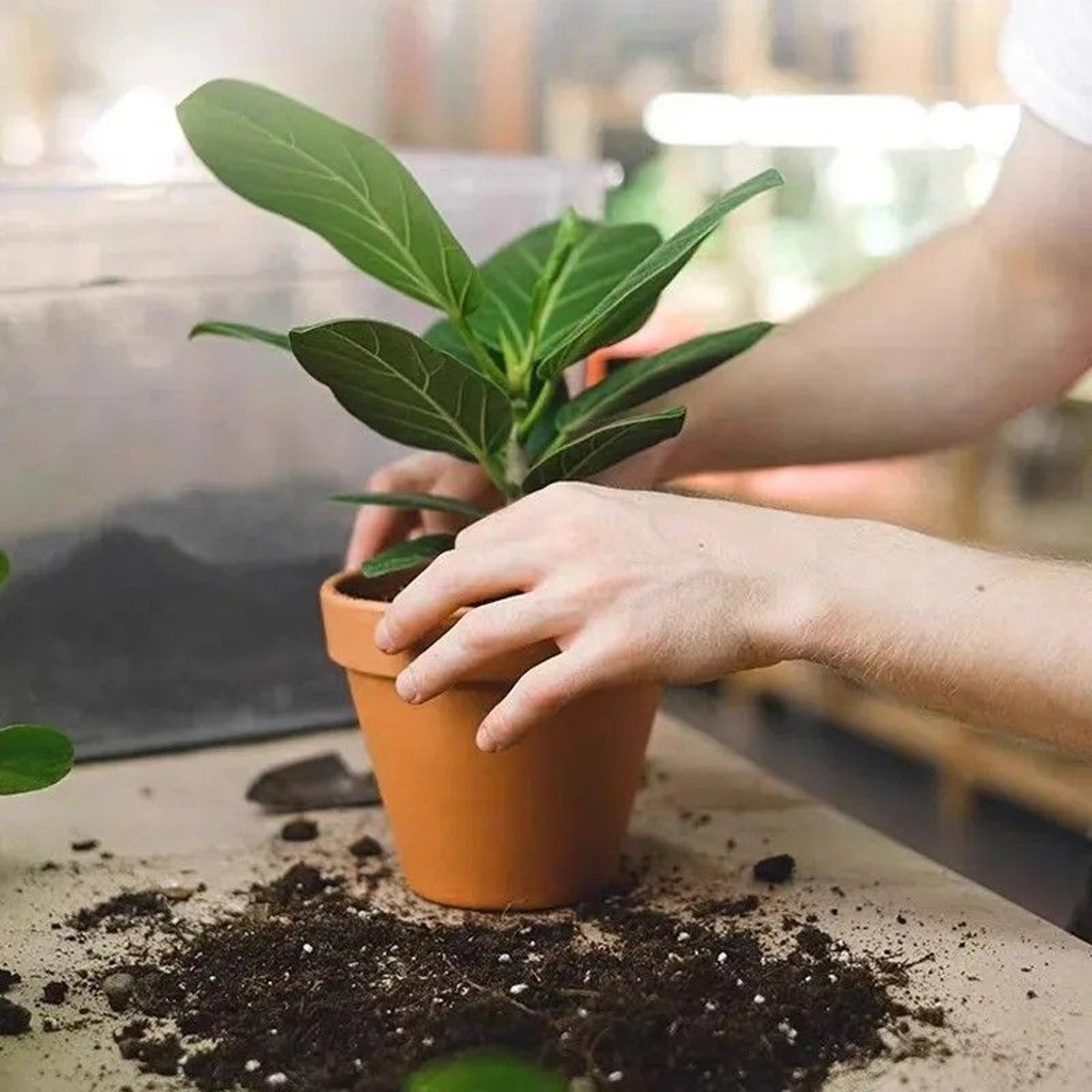 Plant Slow Release Nutrient Sticks For Indoor Potted Plants 7