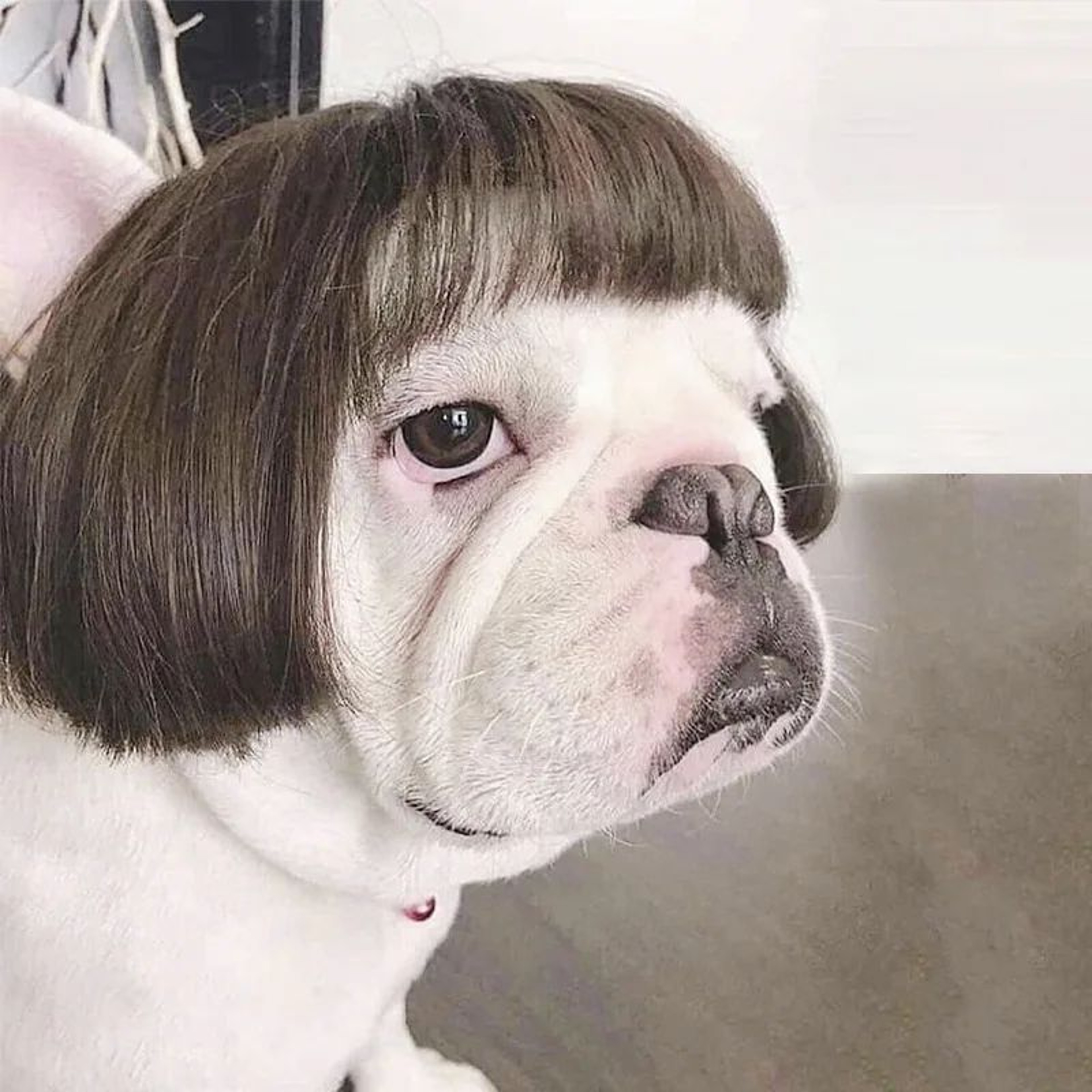 Funny Pet Wig Costume Accessory 1