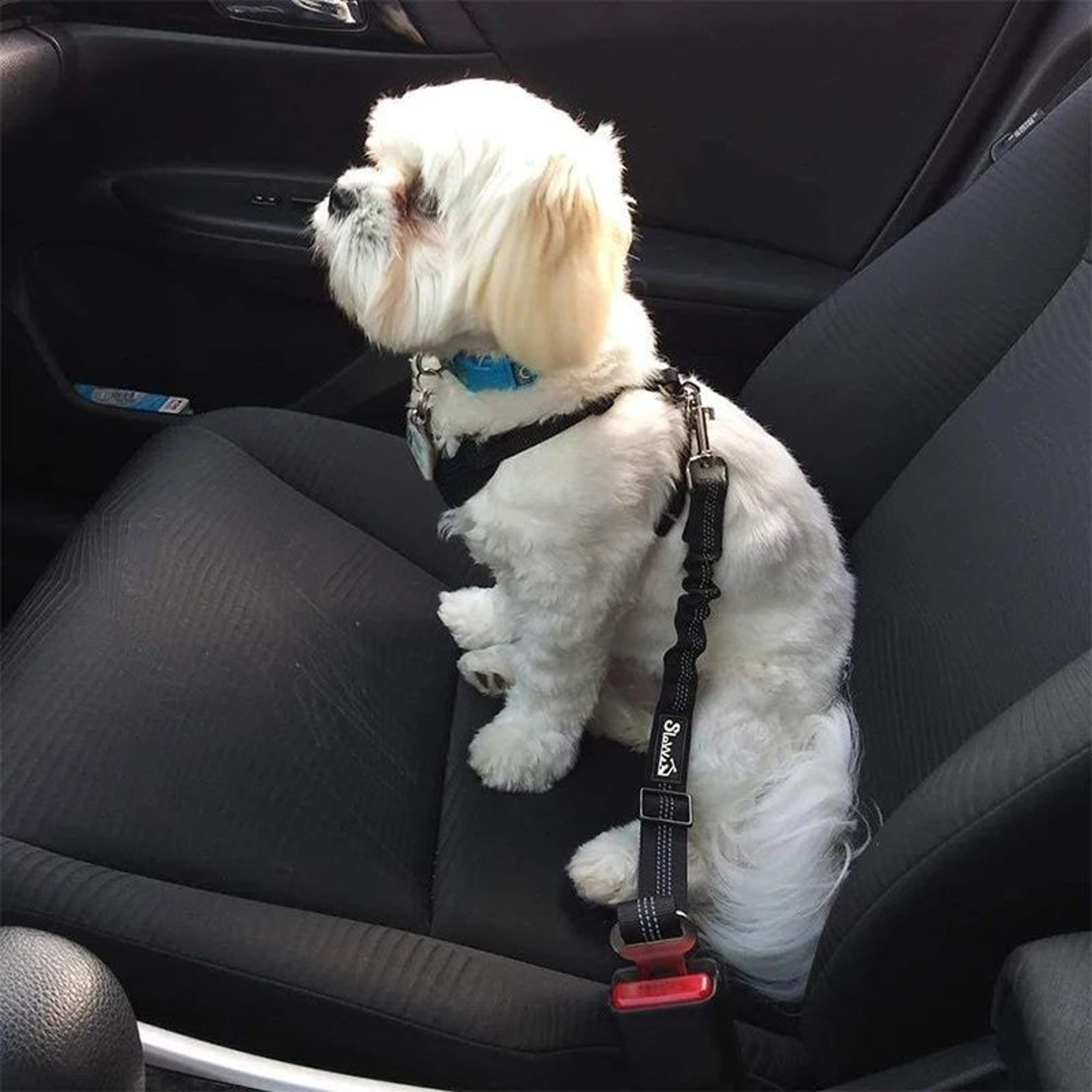 Adjustable Dog Car Safety Leash 4