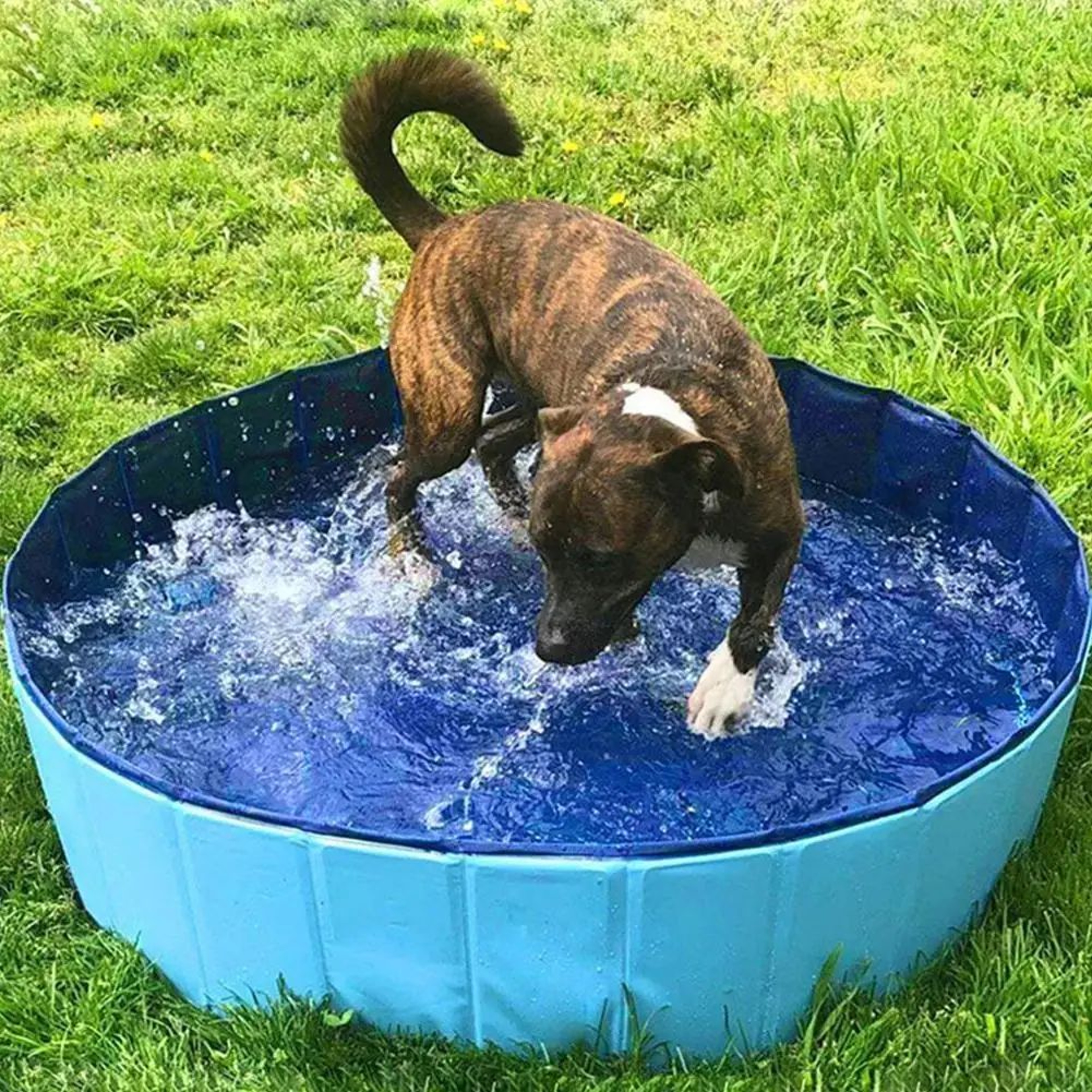 Foldable Pet Bathing Tub Pool 0