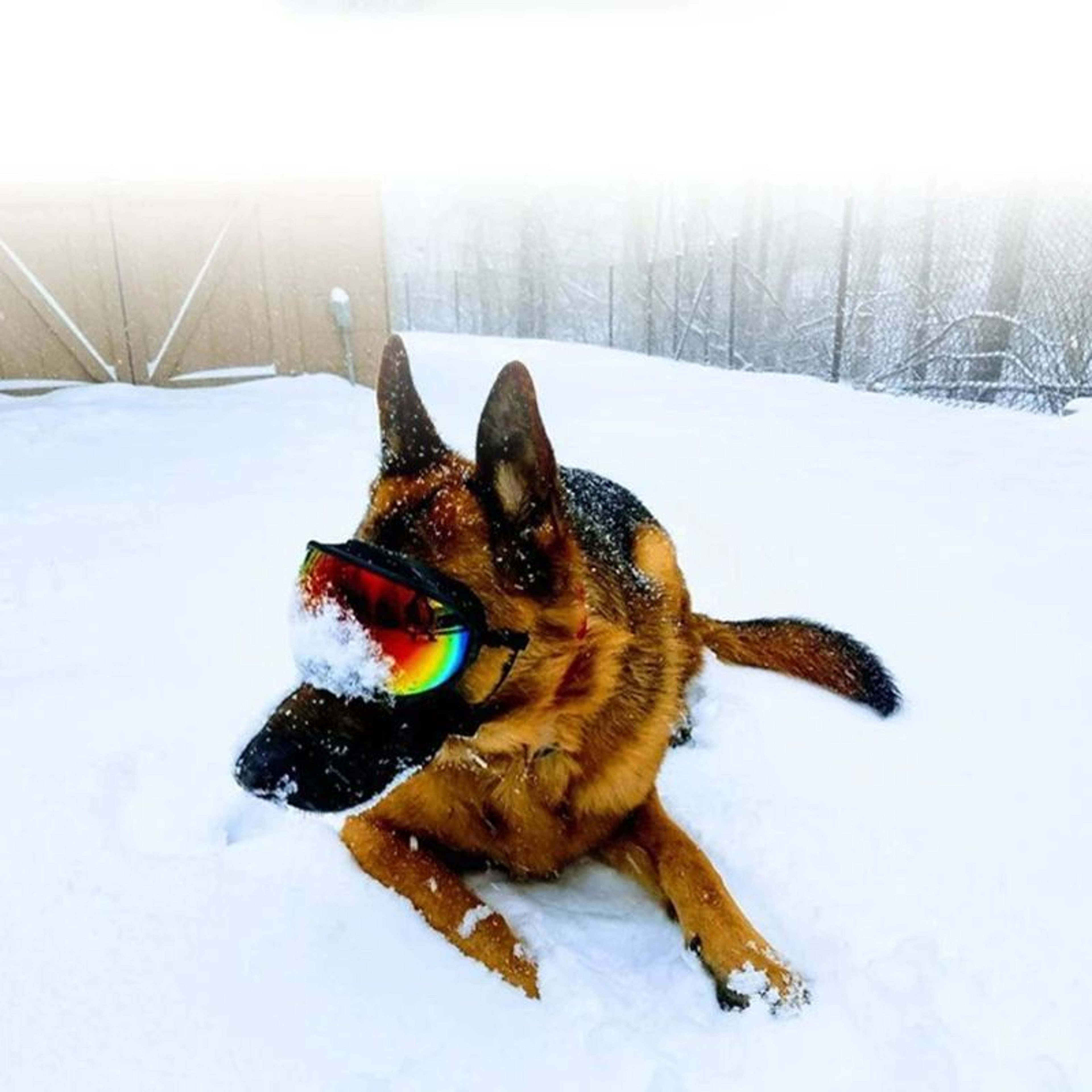 Dog Goggles UV Protection Eyewear 1