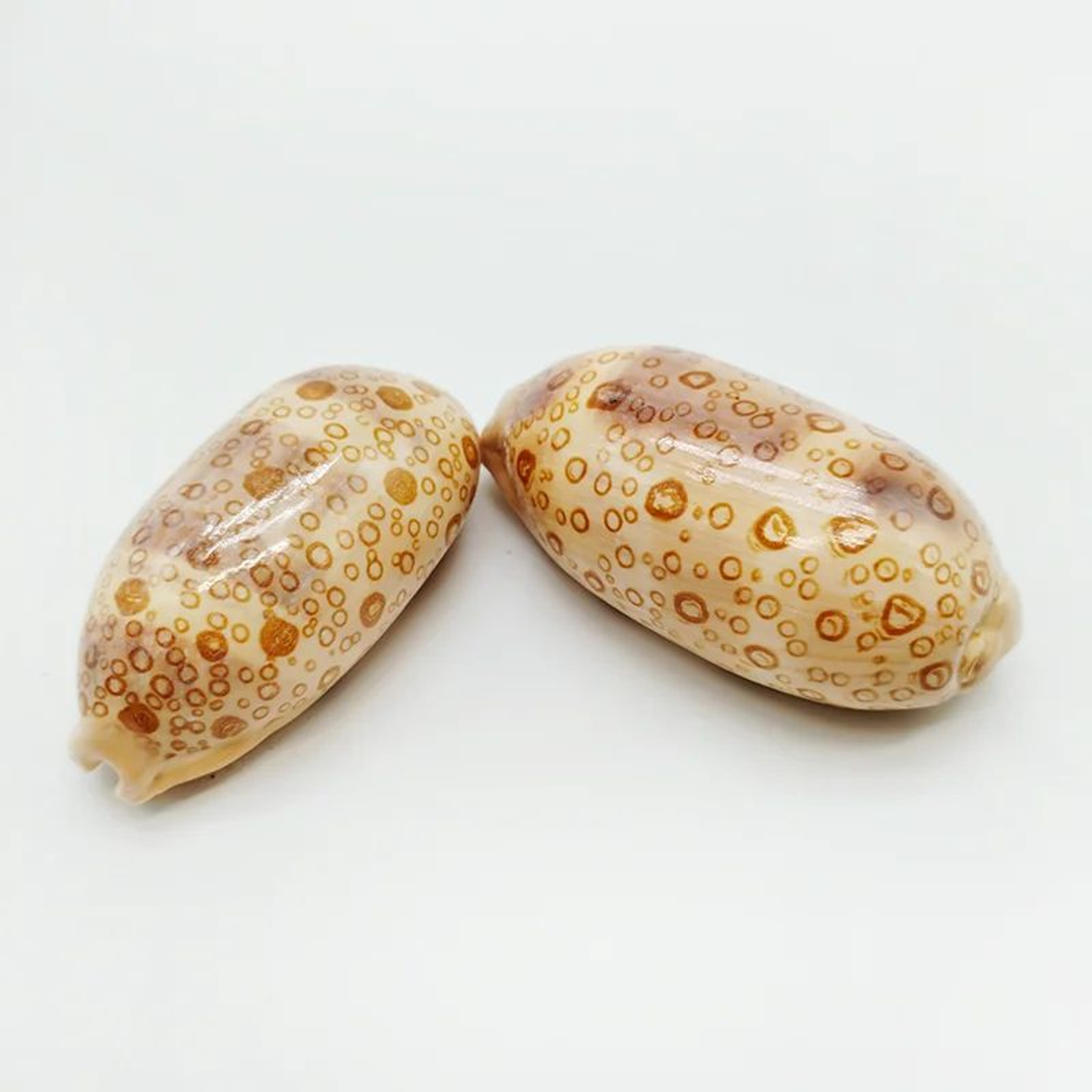 Natural Eyed Cowrie Shell Set Aquarium Decor 5