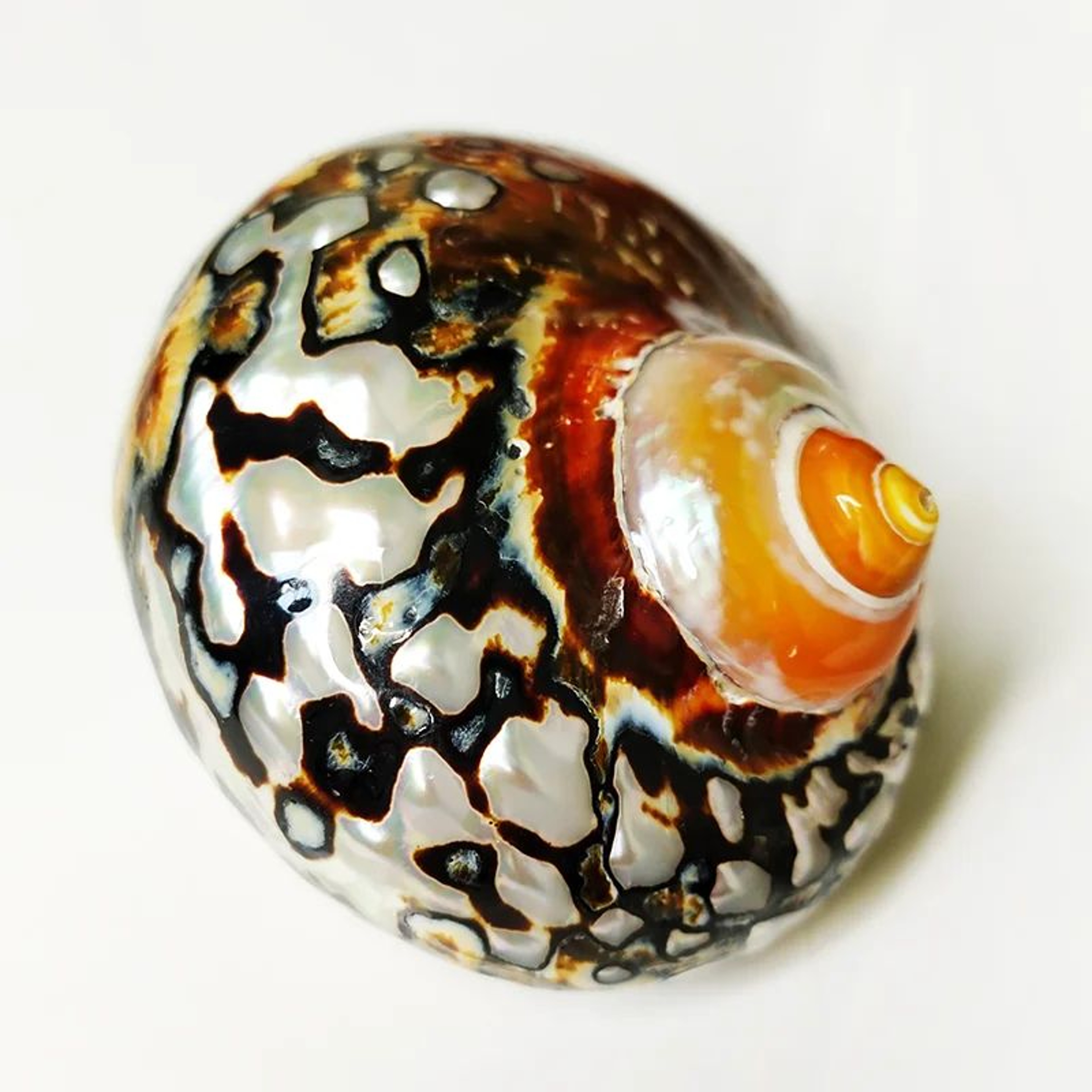 Natural African Turbo Shell Set Coastal Decor 0