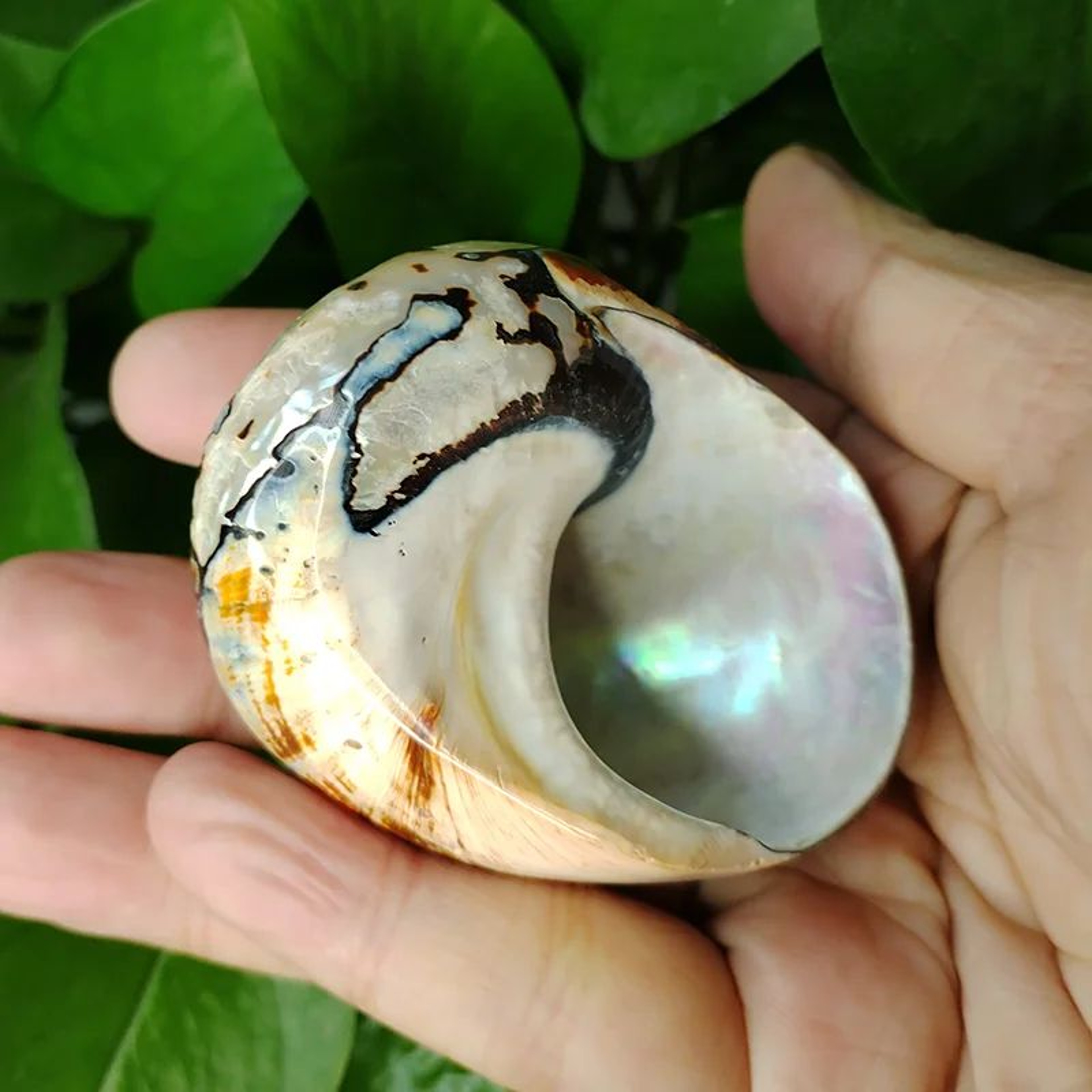 Natural African Turbo Shell Set Coastal Decor 3