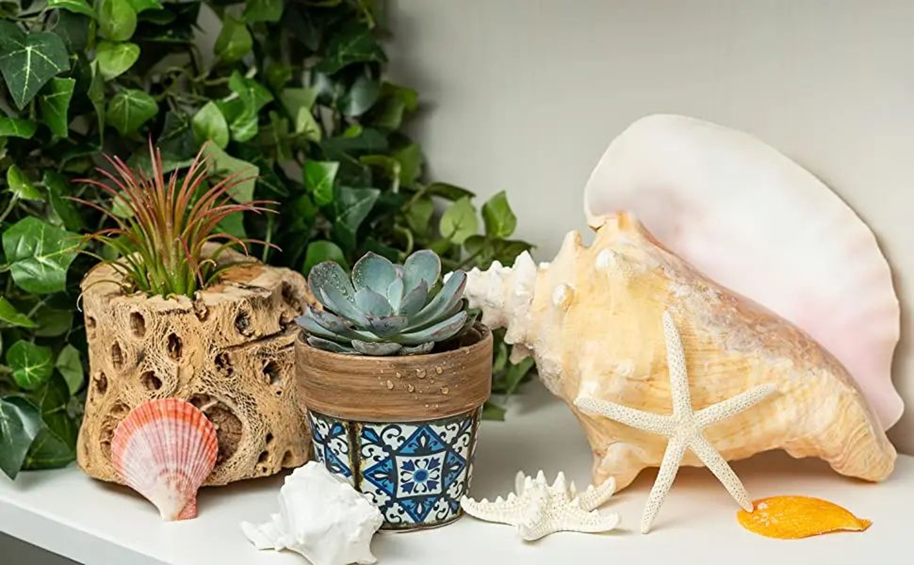 Natural Black Spotted Triton Sea Shell Decor 6