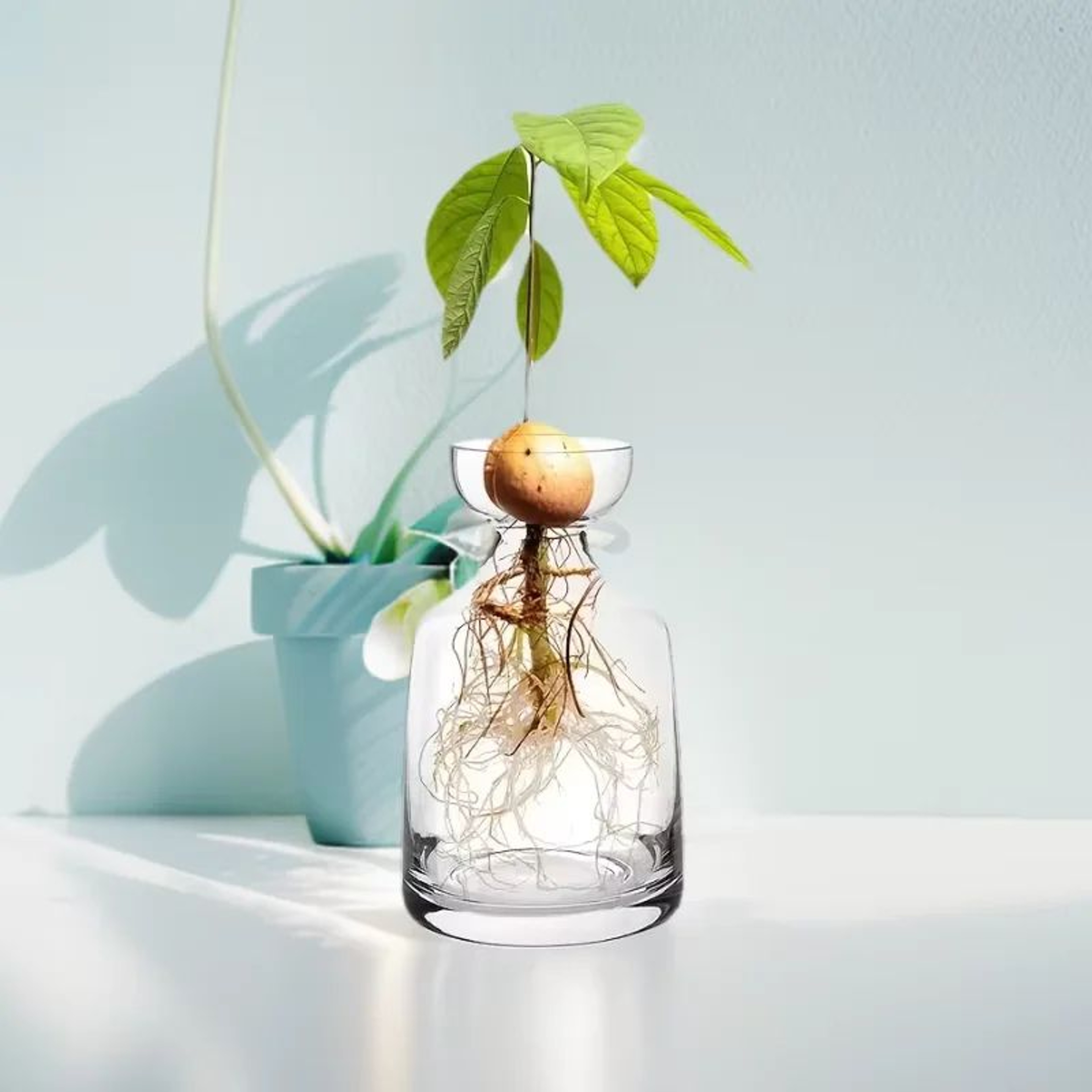 Avocado Seed Starter Glass Vase 1