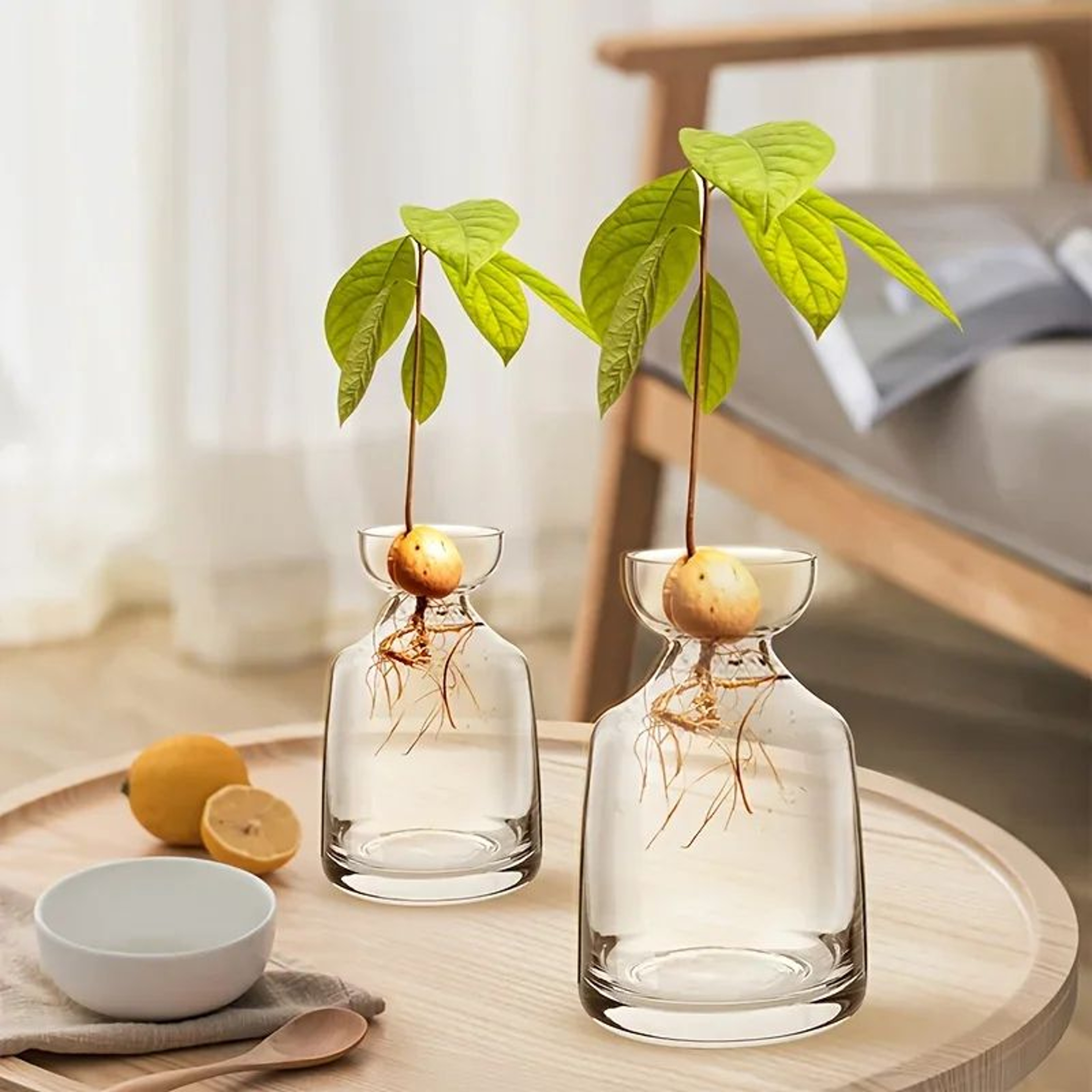 Avocado Seed Starter Glass Vase 5