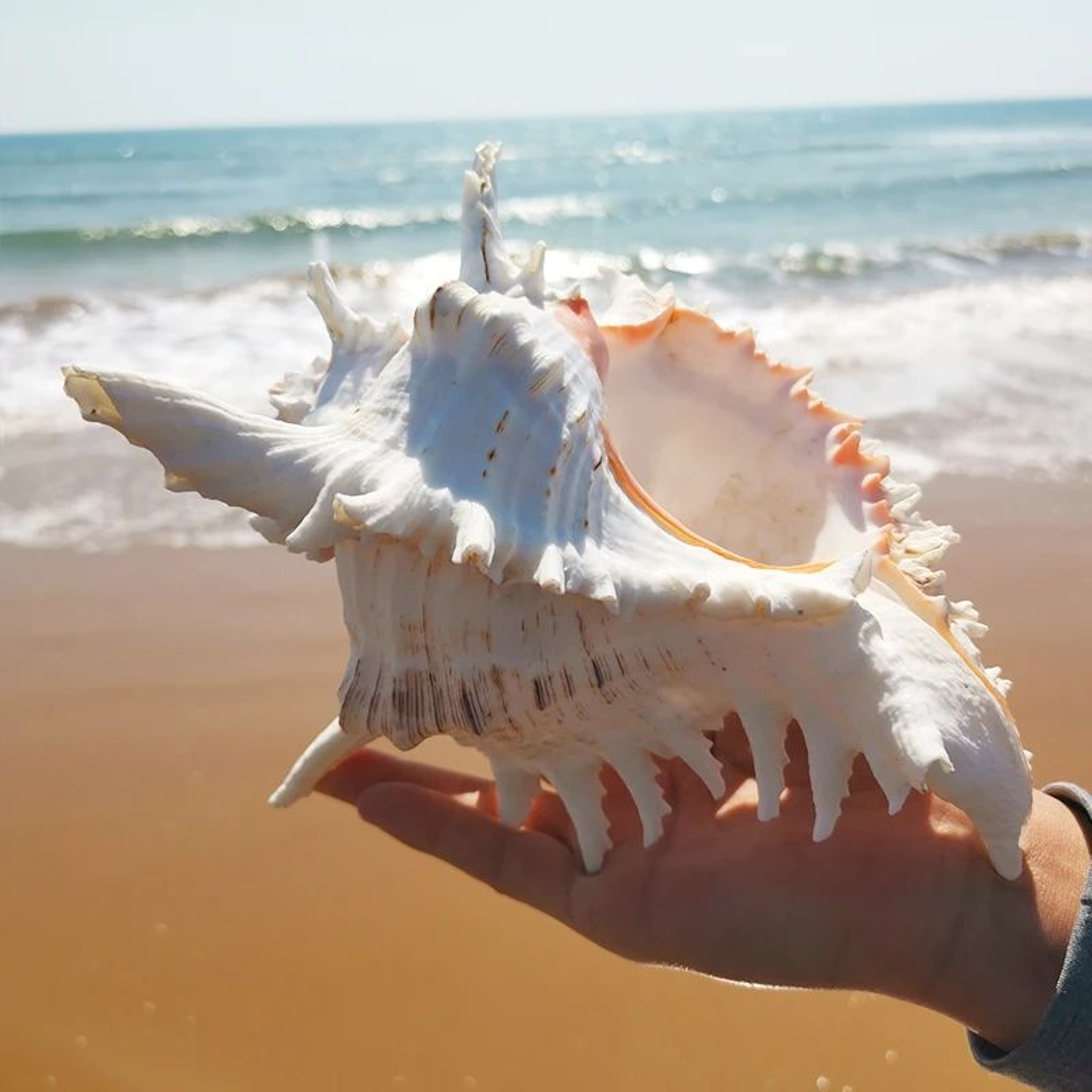 Large Natural Murex Sea Shell Decor 3