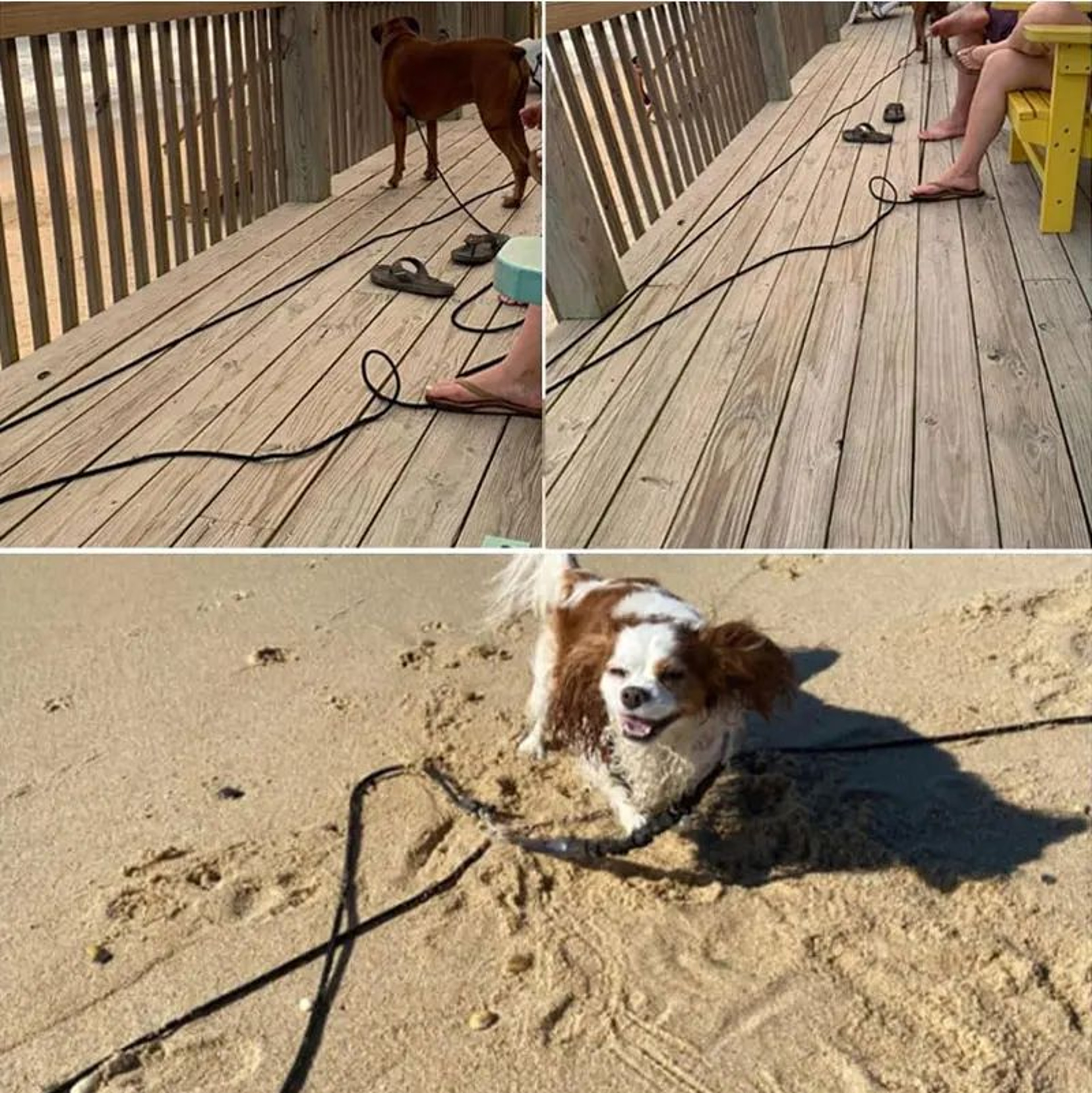 Heavy Duty Long Rope Training Dog Leash 9