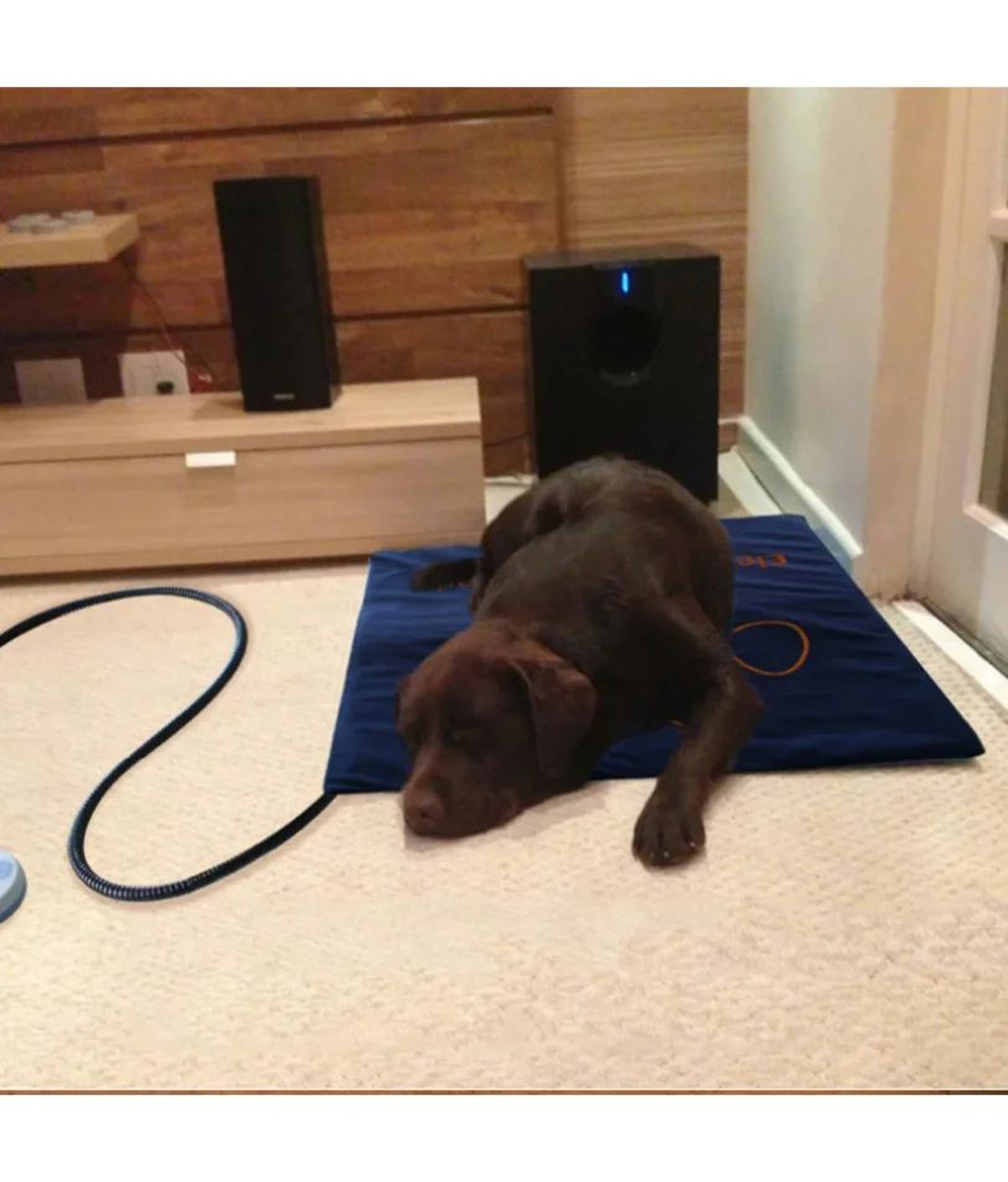 Adjustable Electric Heating Pad For Dogs And Cats 1