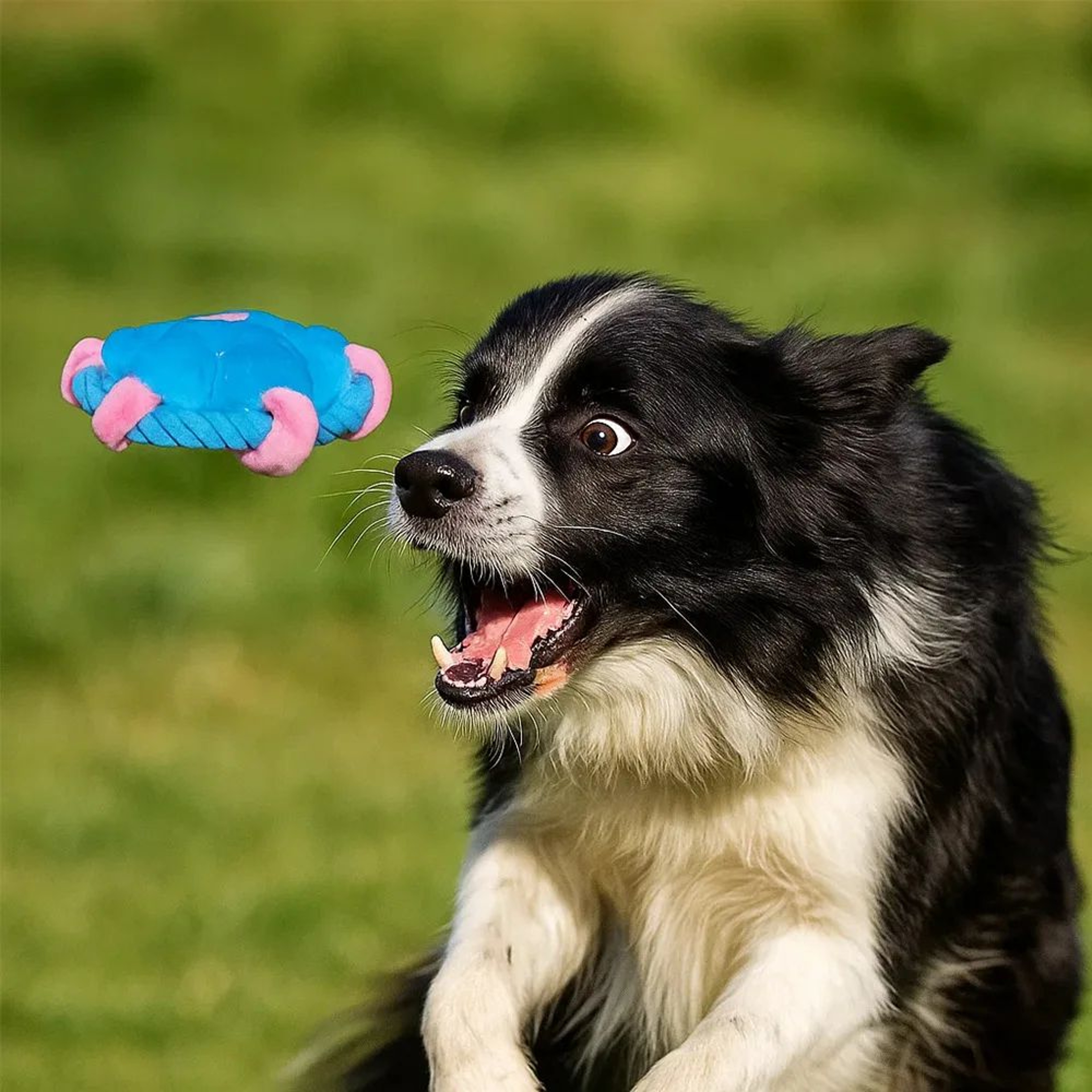 Durable Rope Fetch Dog Chew Toy For Training 1
