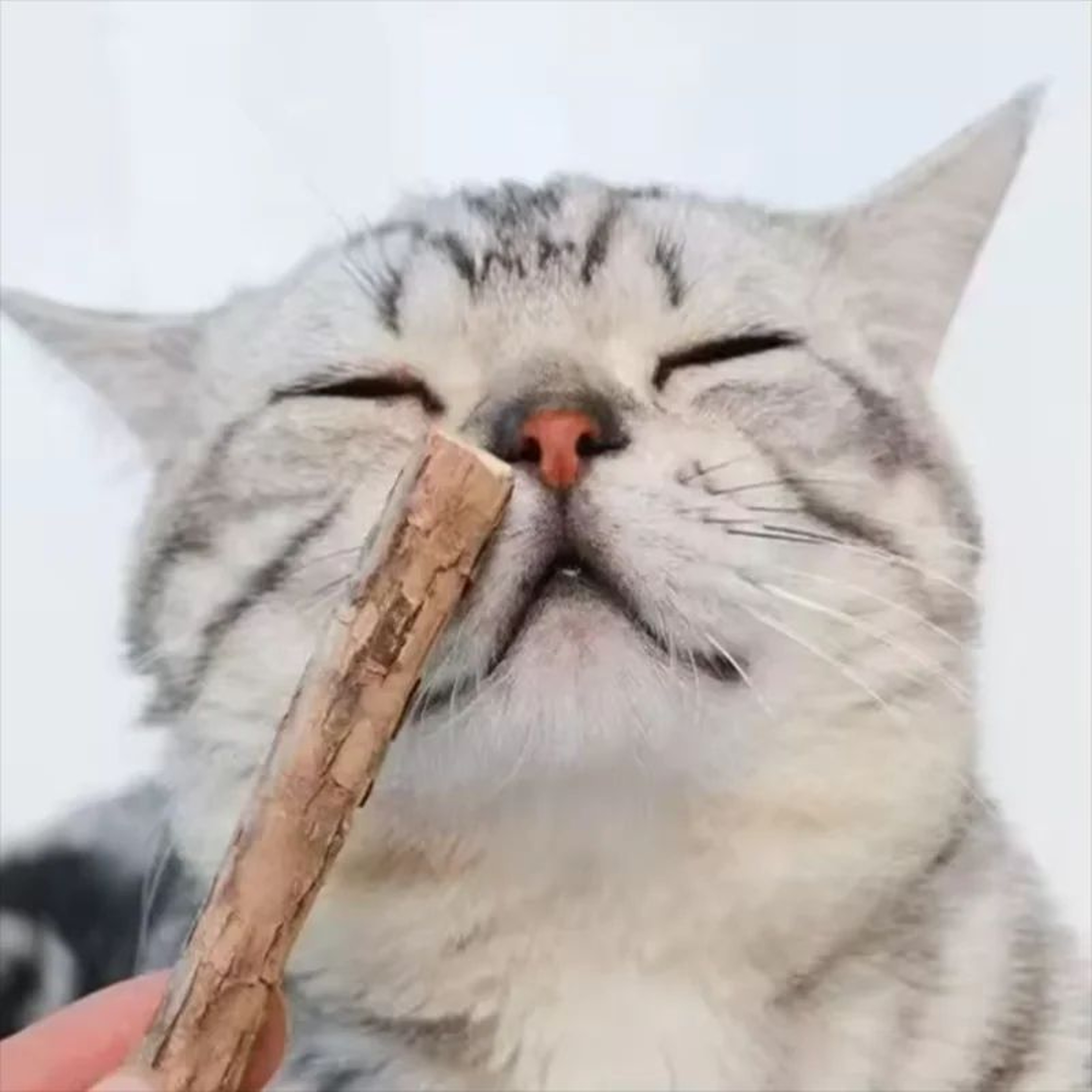 Natural Silvervine Cat Chew Sticks 7