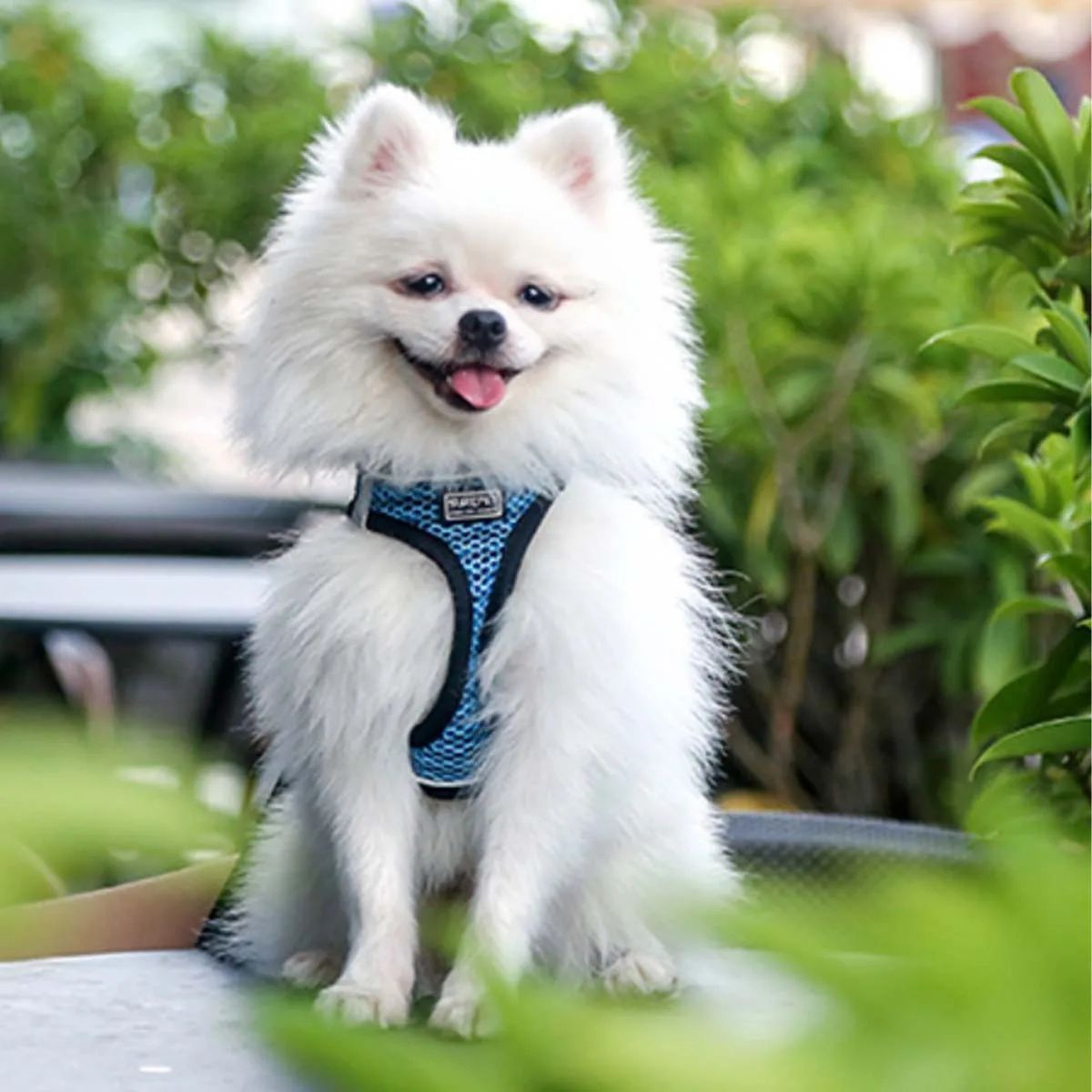 Adjustable Escape Proof Cat Harness And Leash Set 9
