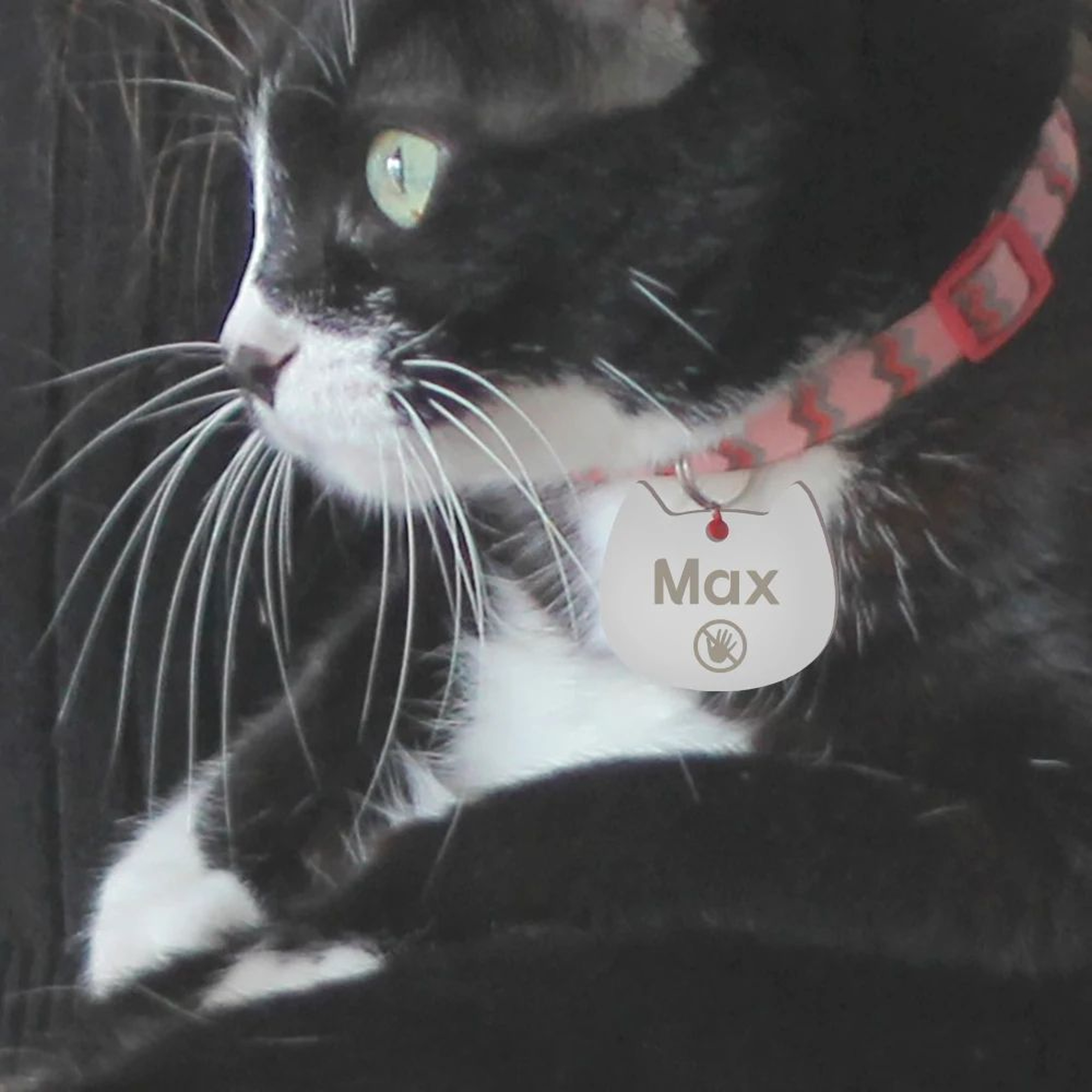 Personalized Stainless Steel Pet ID Tag With Engraving 5