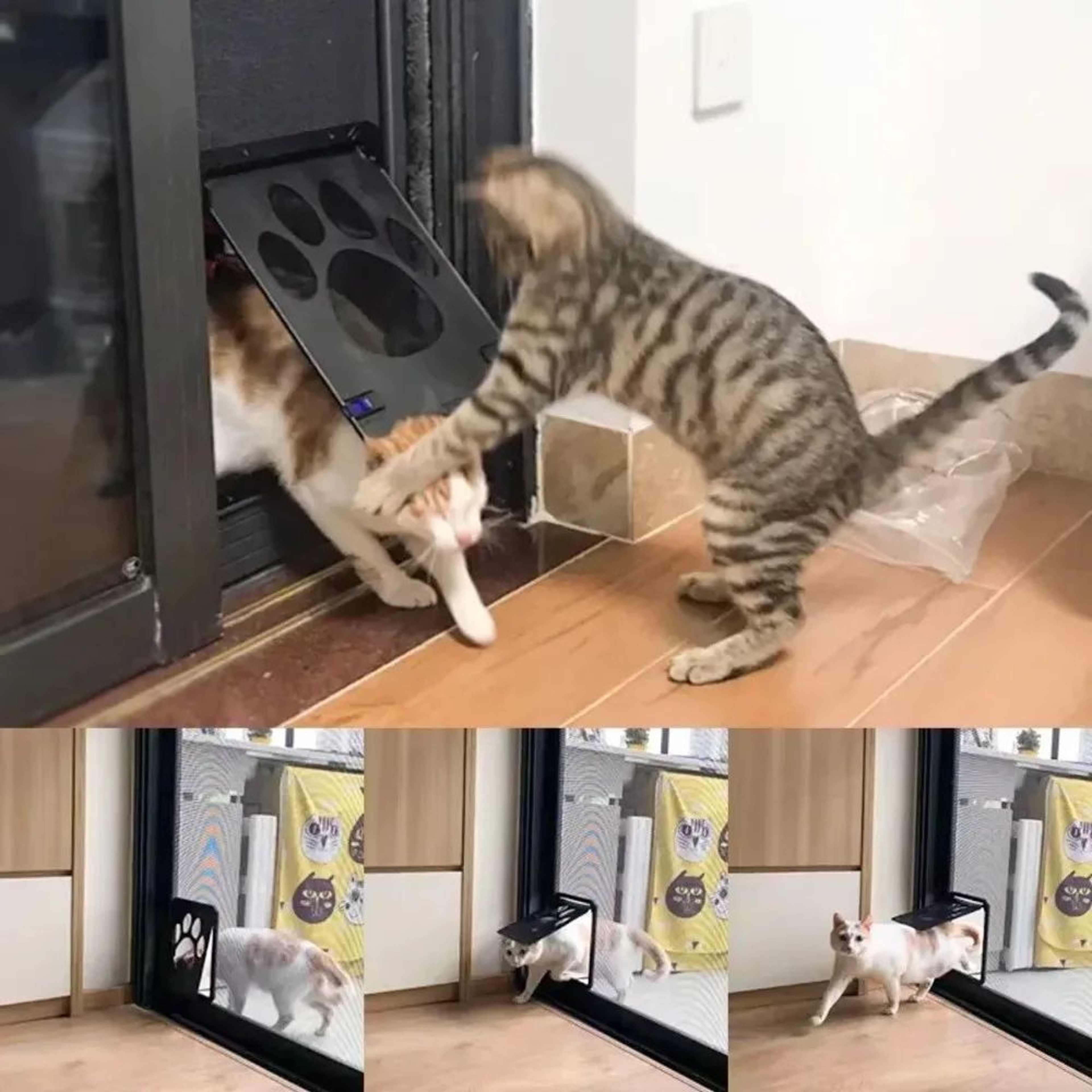 Magnetic Lockable Pet Screen Door 3