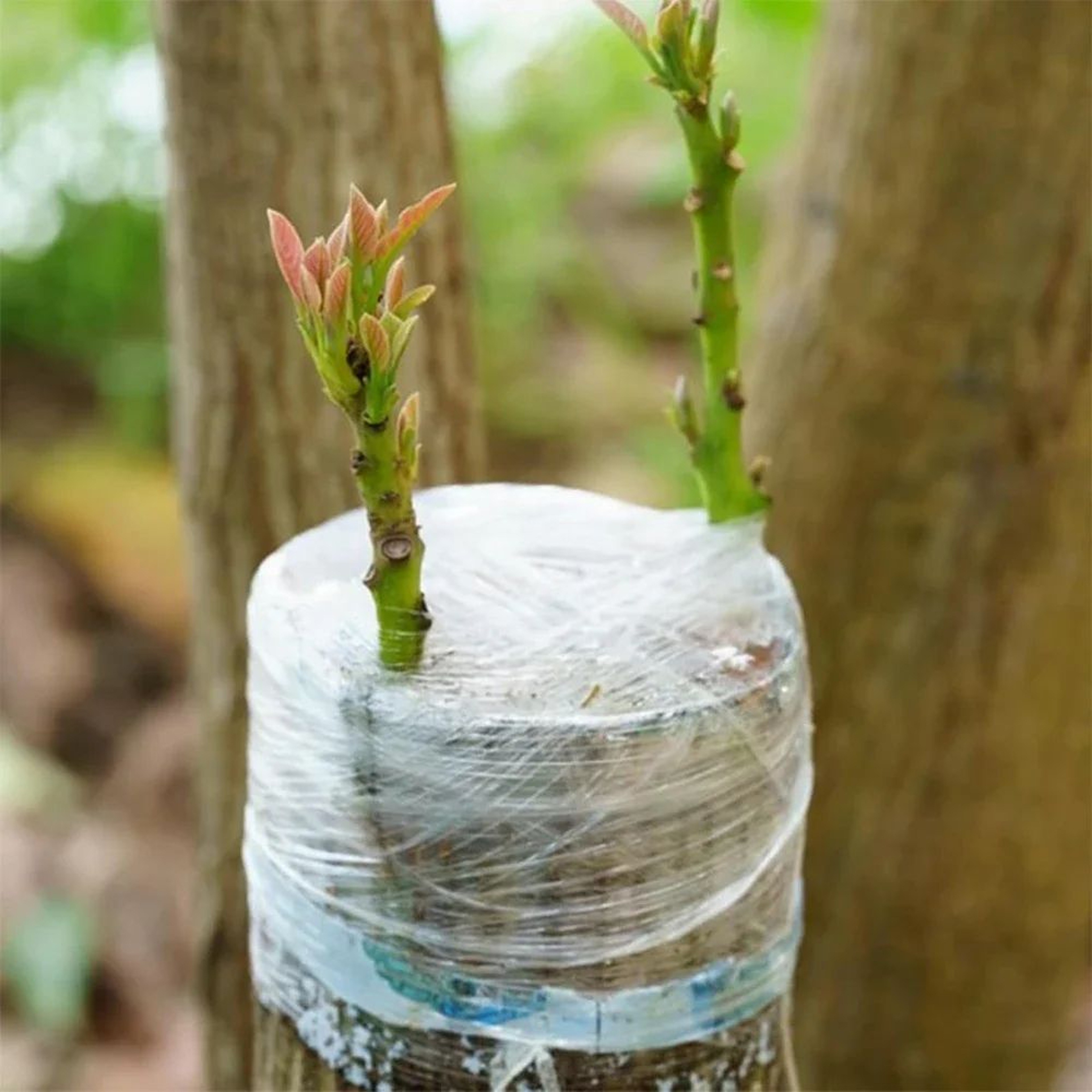 Stretchable Self Adhesive PE Grafting Tape For Plants 11