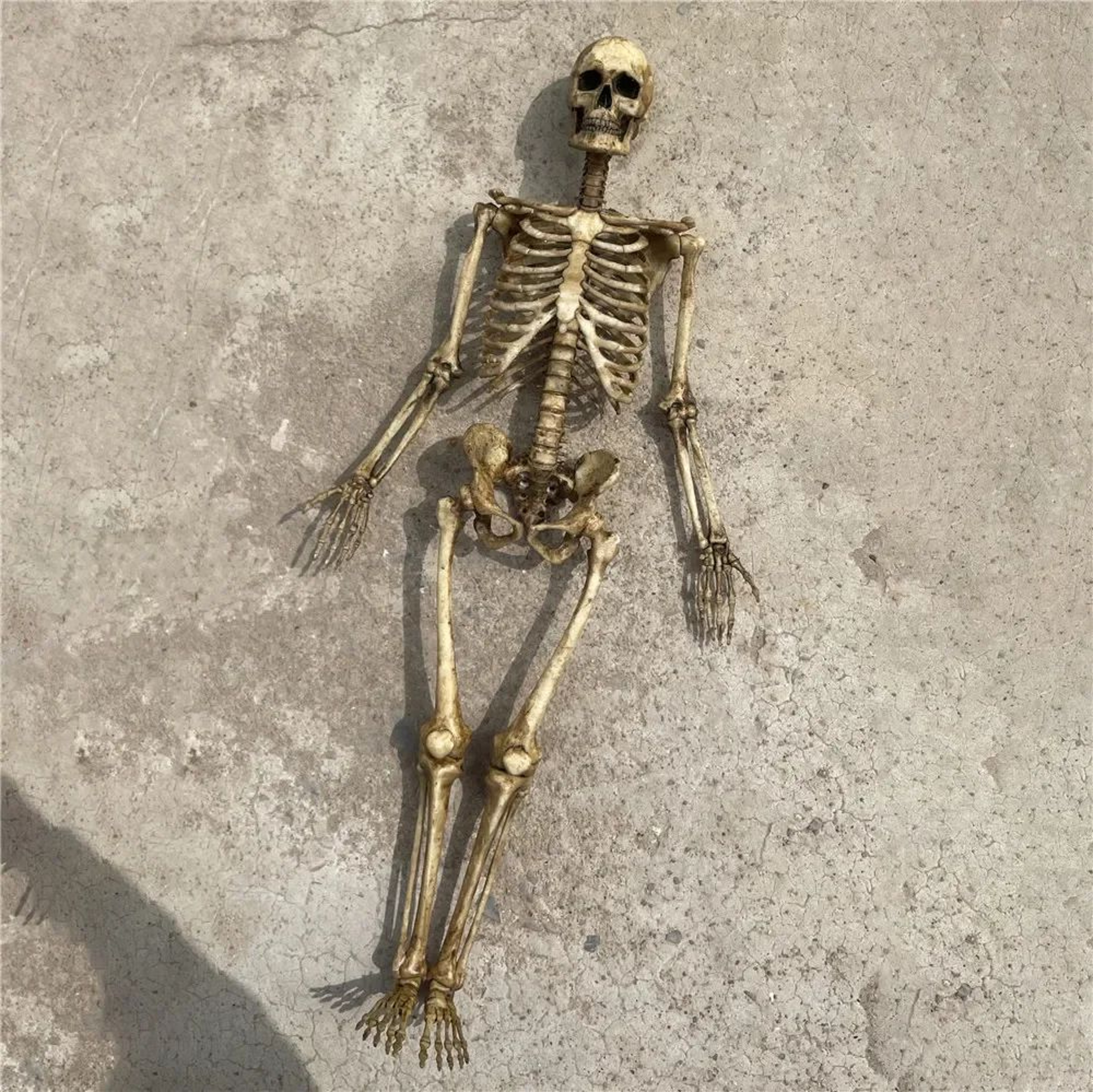 Mini Skeleton Skull Model 1 To 12 Scale Halloween Decoration 9