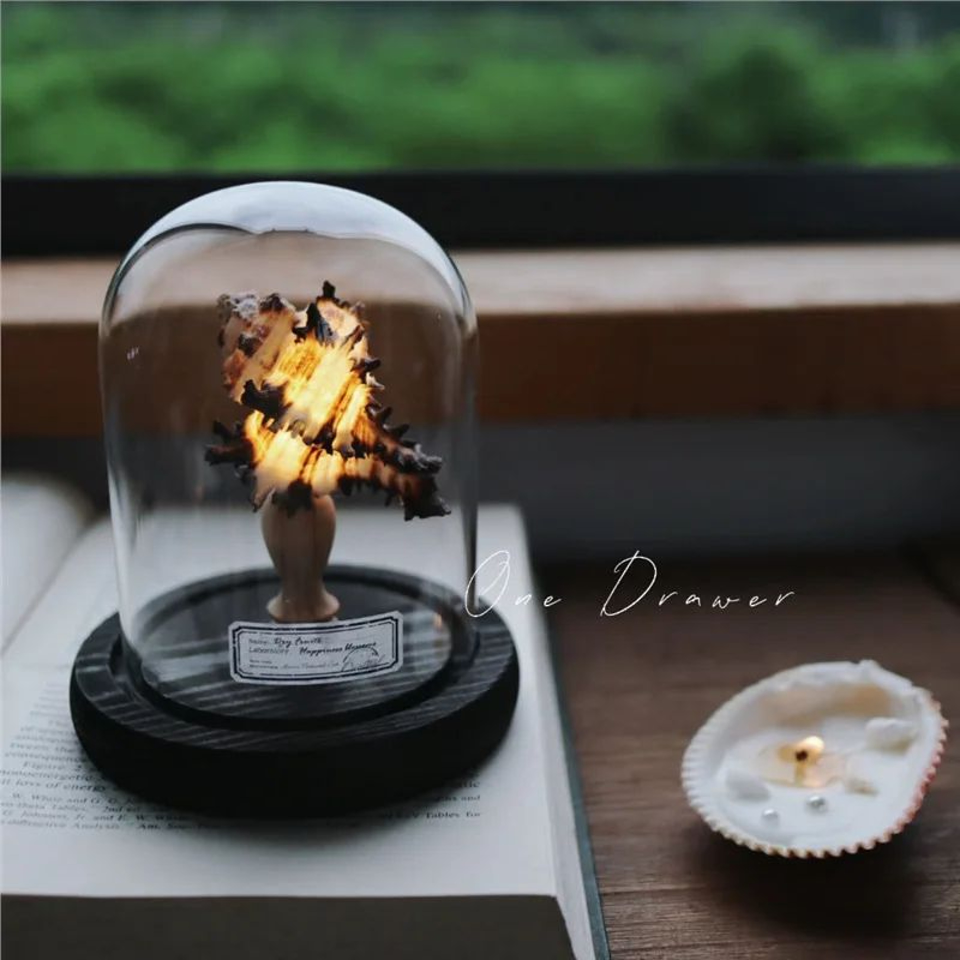 DIY Sea Creature Mushroom Night Light With Shell And Conch Decor 9