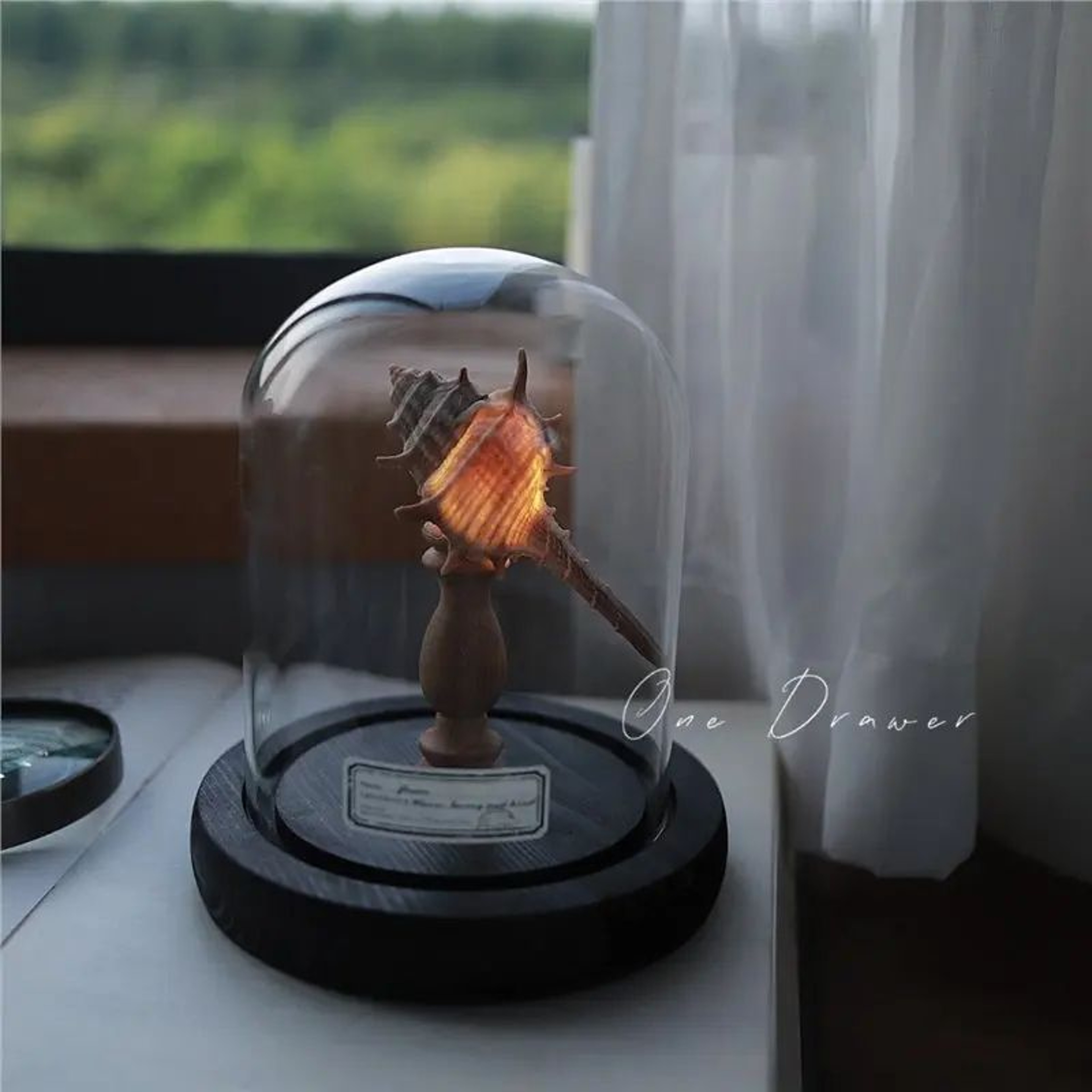 DIY Sea Creature Mushroom Night Light With Shell And Conch Decor 7