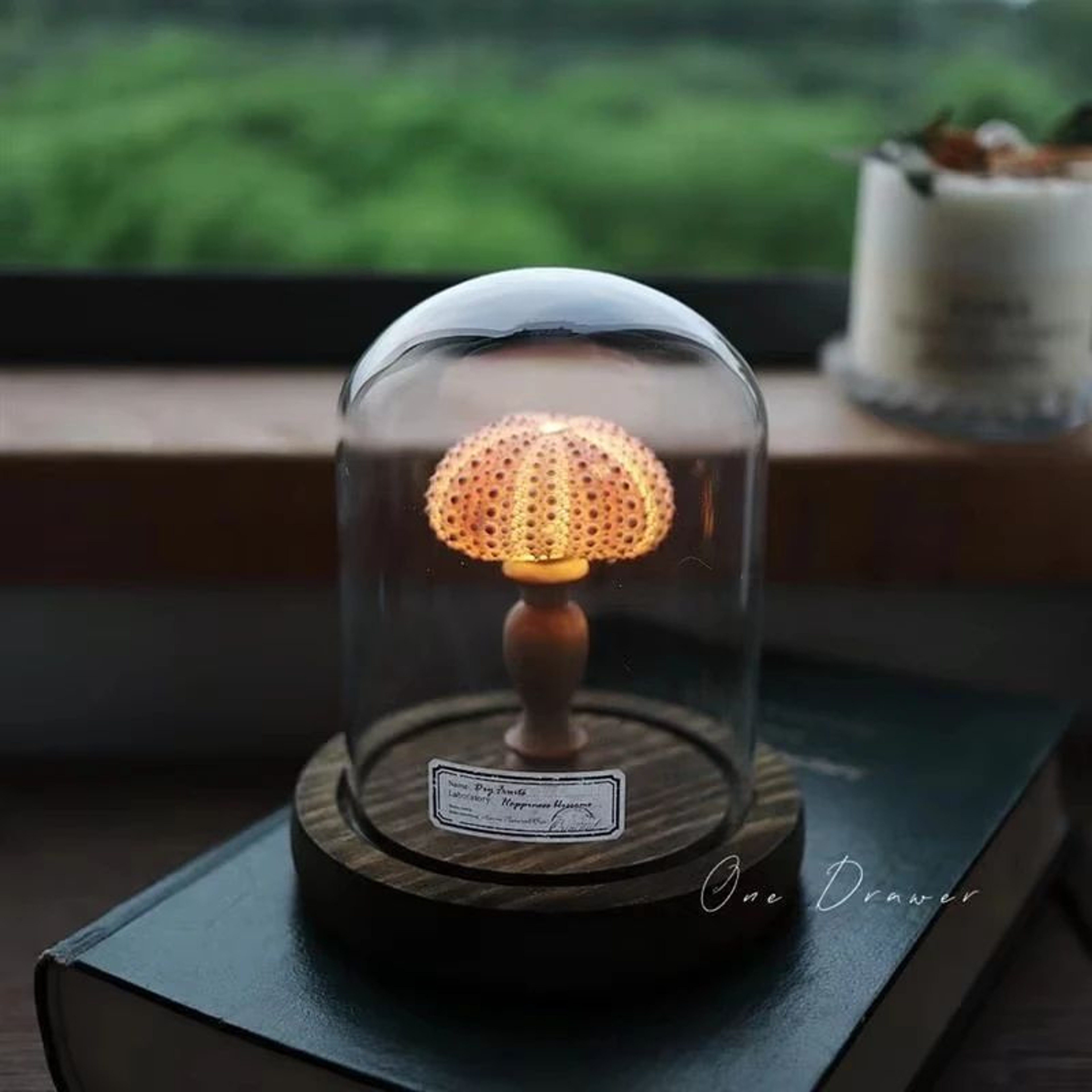 DIY Sea Creature Mushroom Night Light With Shell And Conch Decor 5