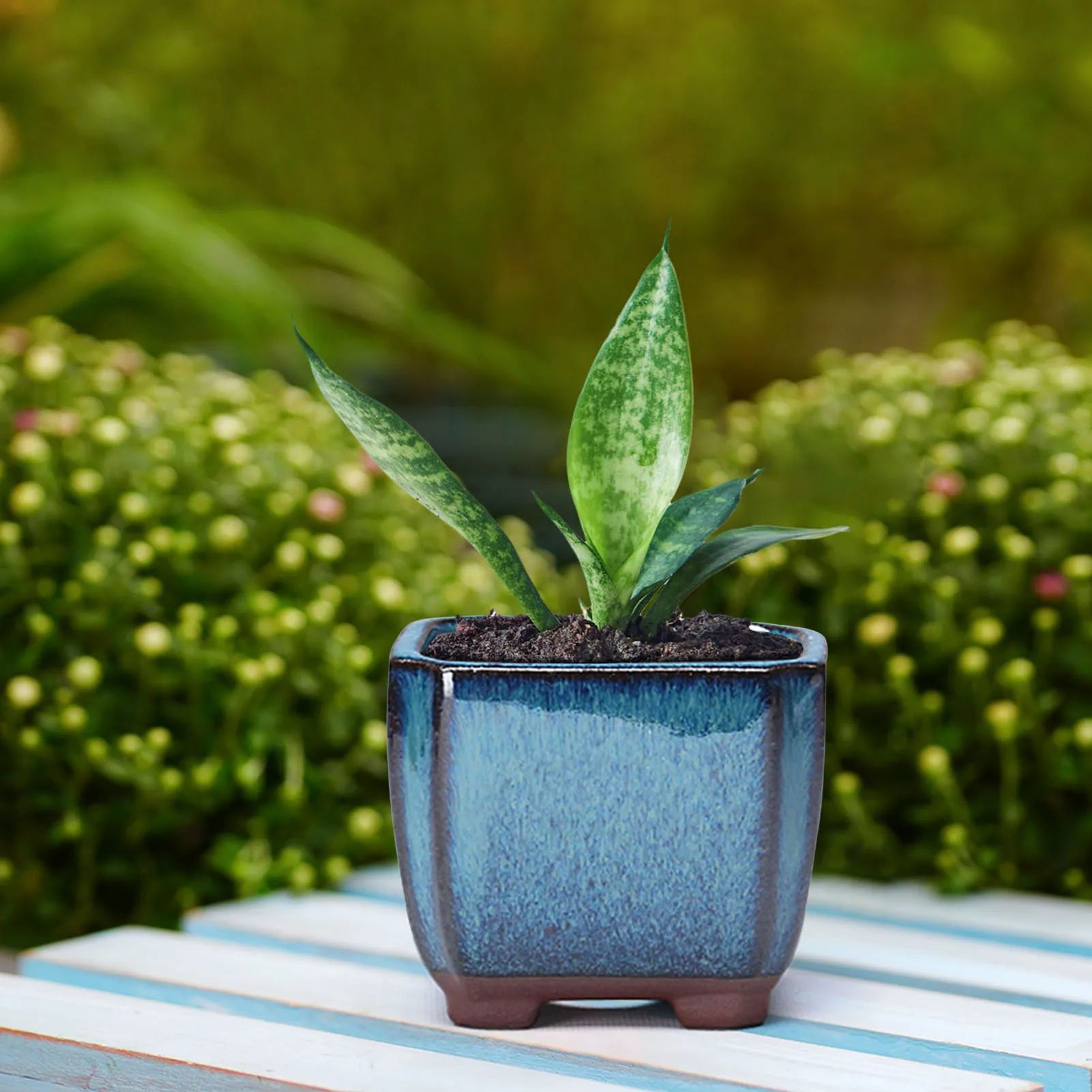 Ceramic Succulent Flower Pot With Ventilation Design 0