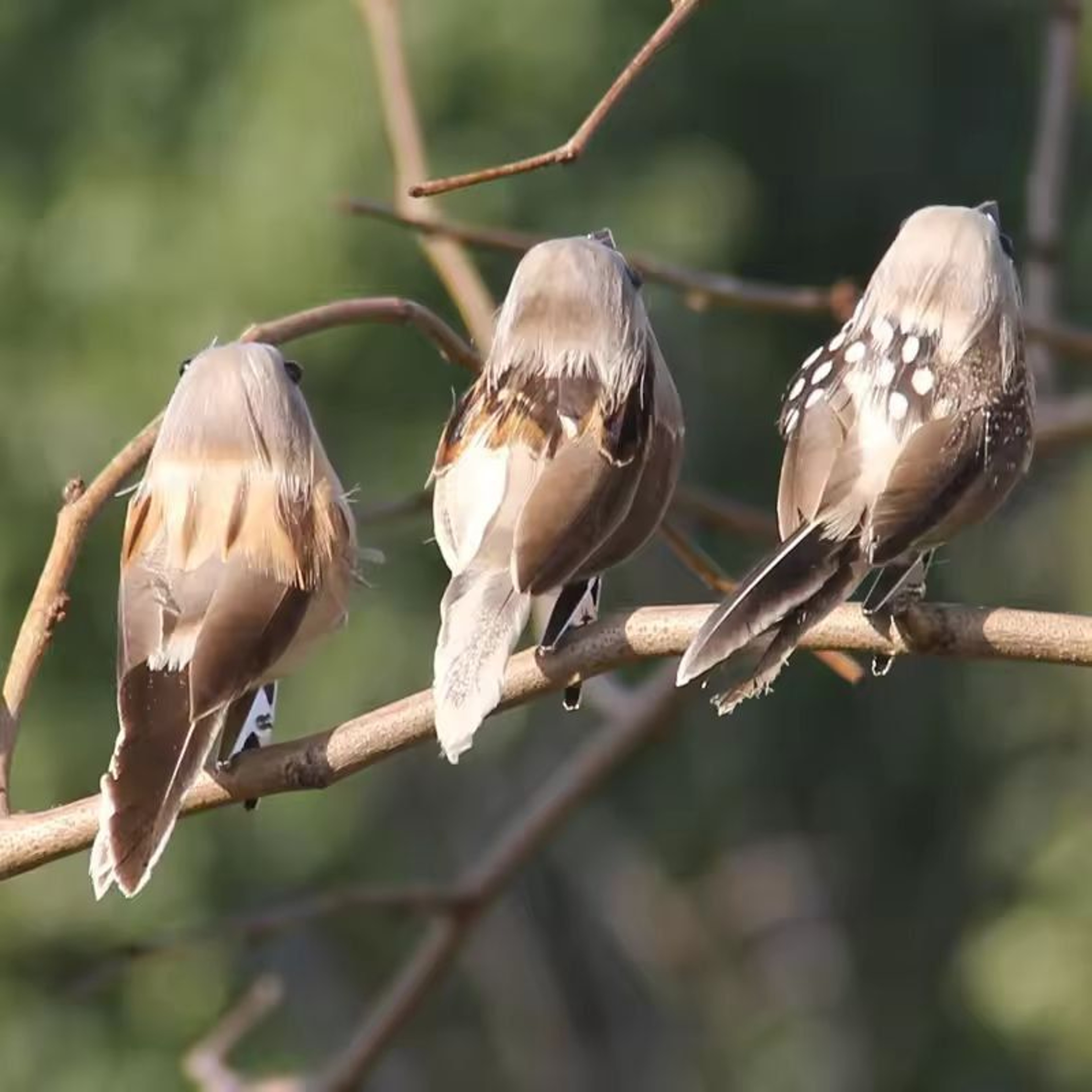 NaturalLook Feather Sparrow Decorative Birds 2Pack  Realistic Artificial Bird Decoration For Garden 0