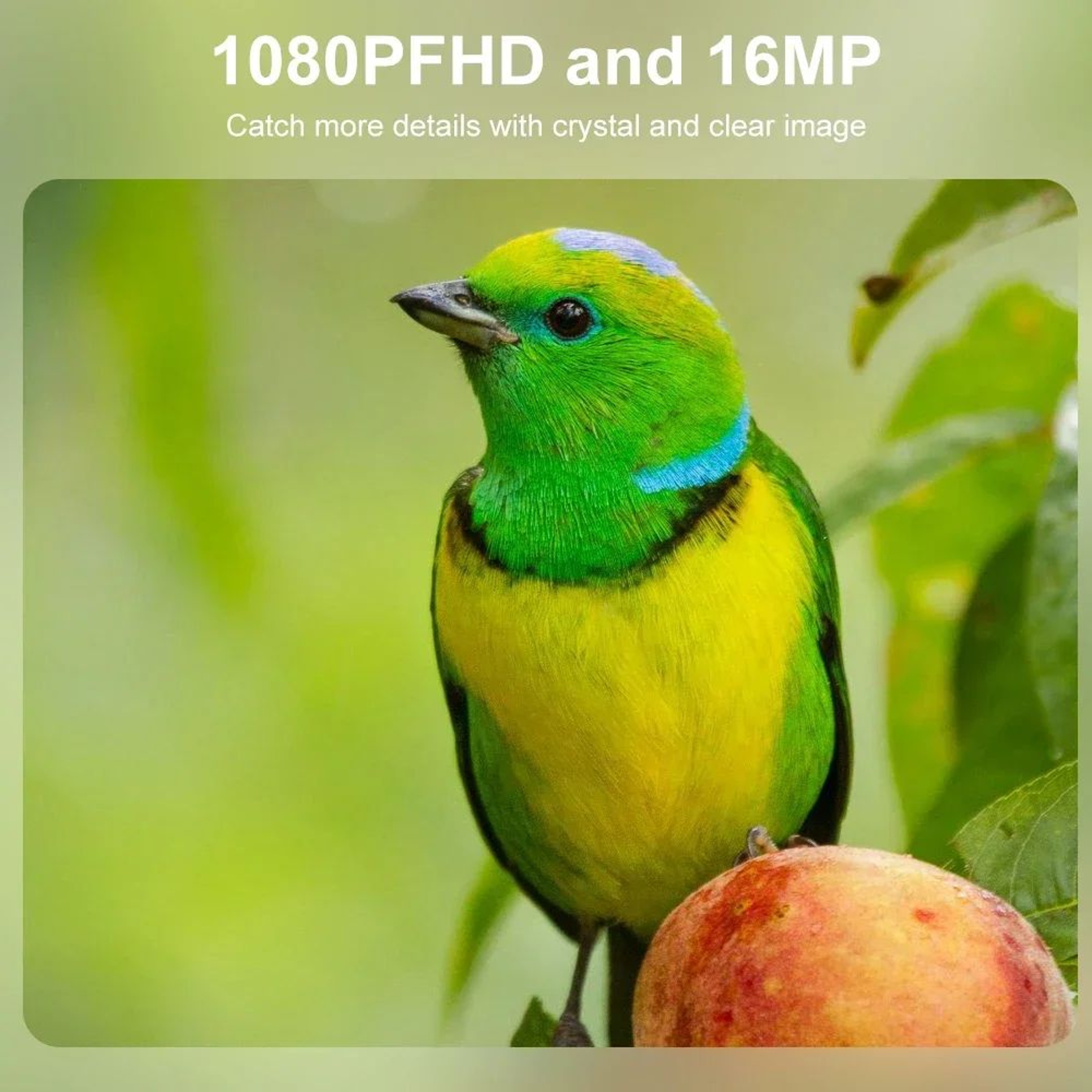 Compact NoGlow HD Trail Camera For Wildlife  Property Monitoring 6