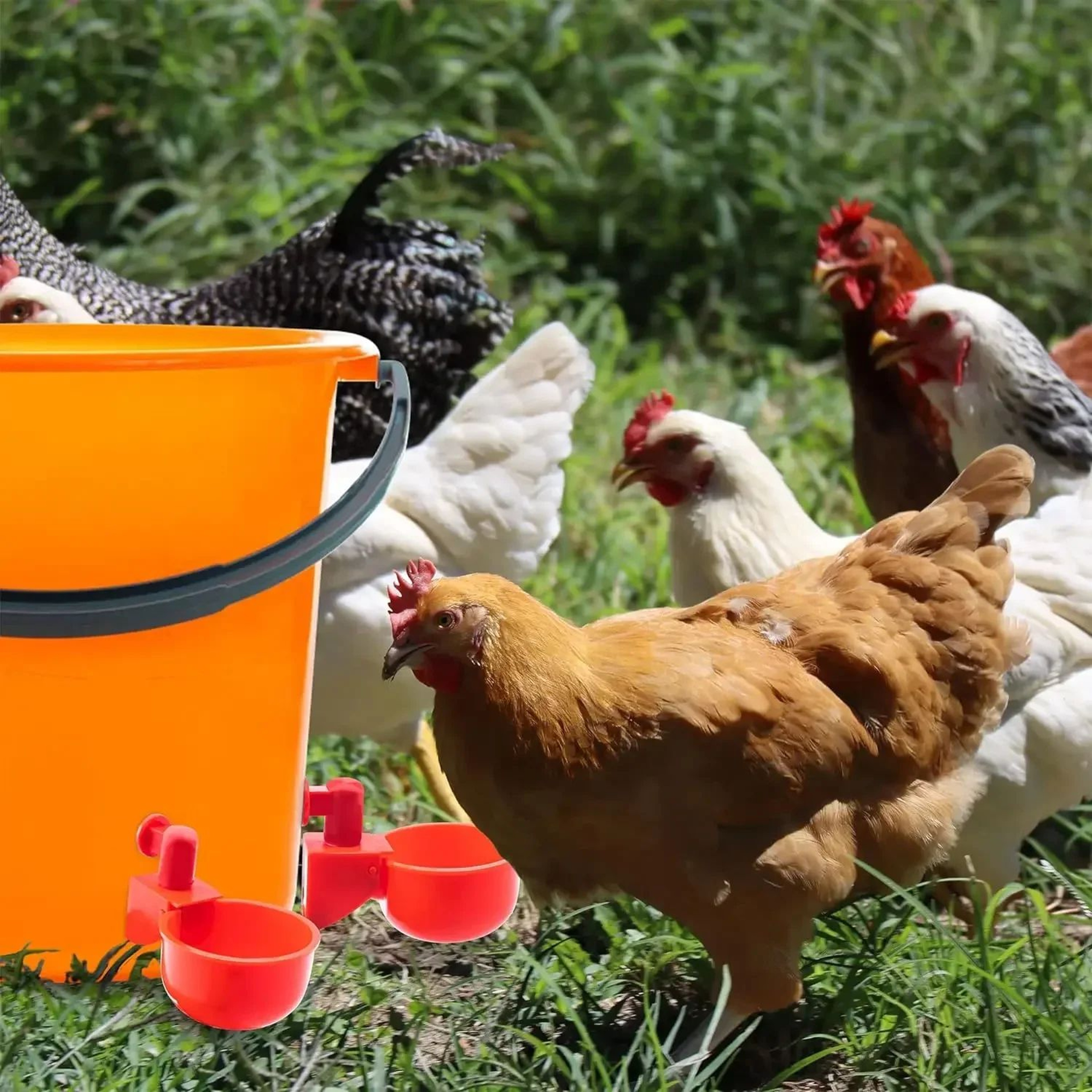 Automatic Poultry Waterer Cups  Chicken Drinking Cups  Poultry Water Dispenser System 4