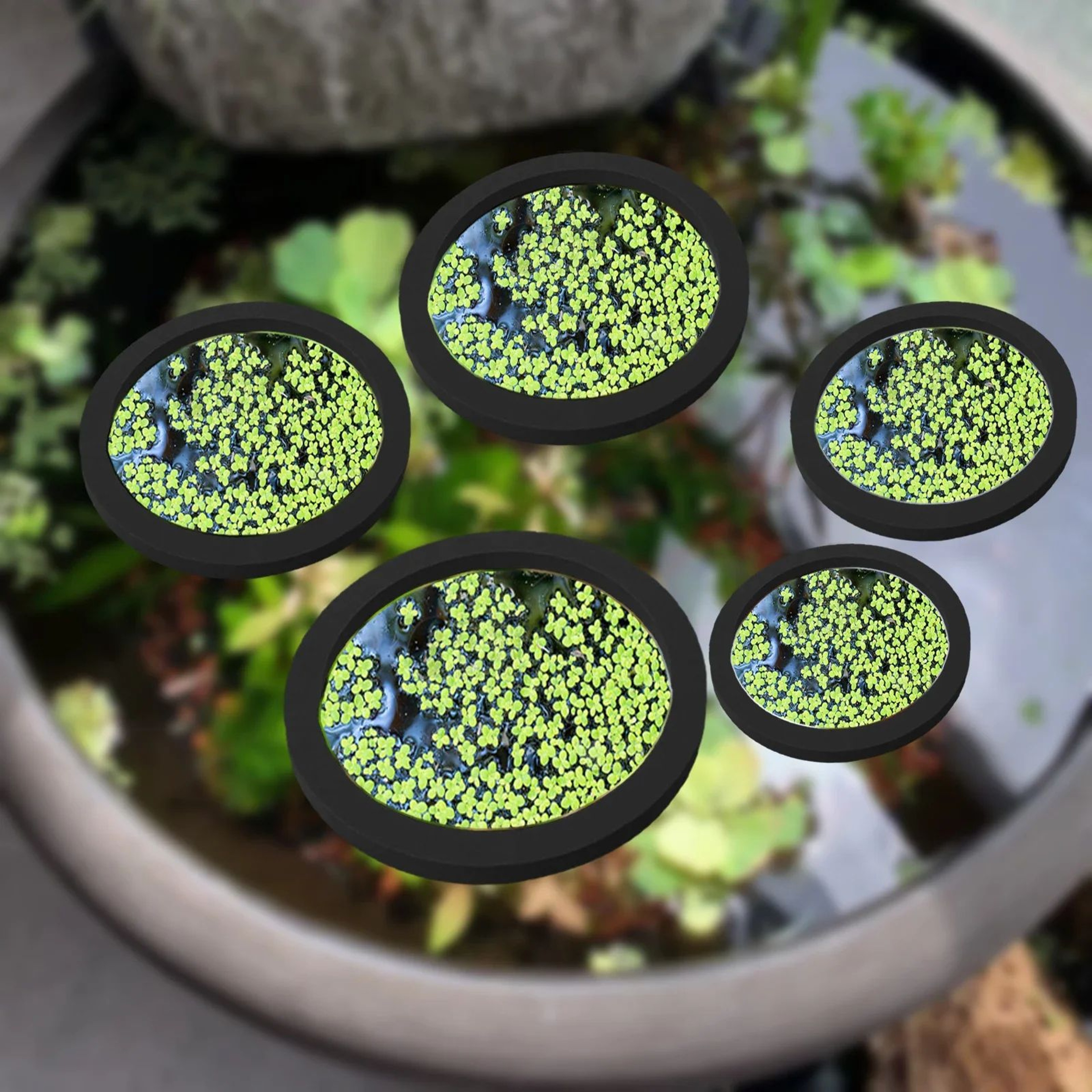 EVA Foam Aquarium Feeding Ring Set 5 Sizes Floating Plant Corral Pack Of 5 0