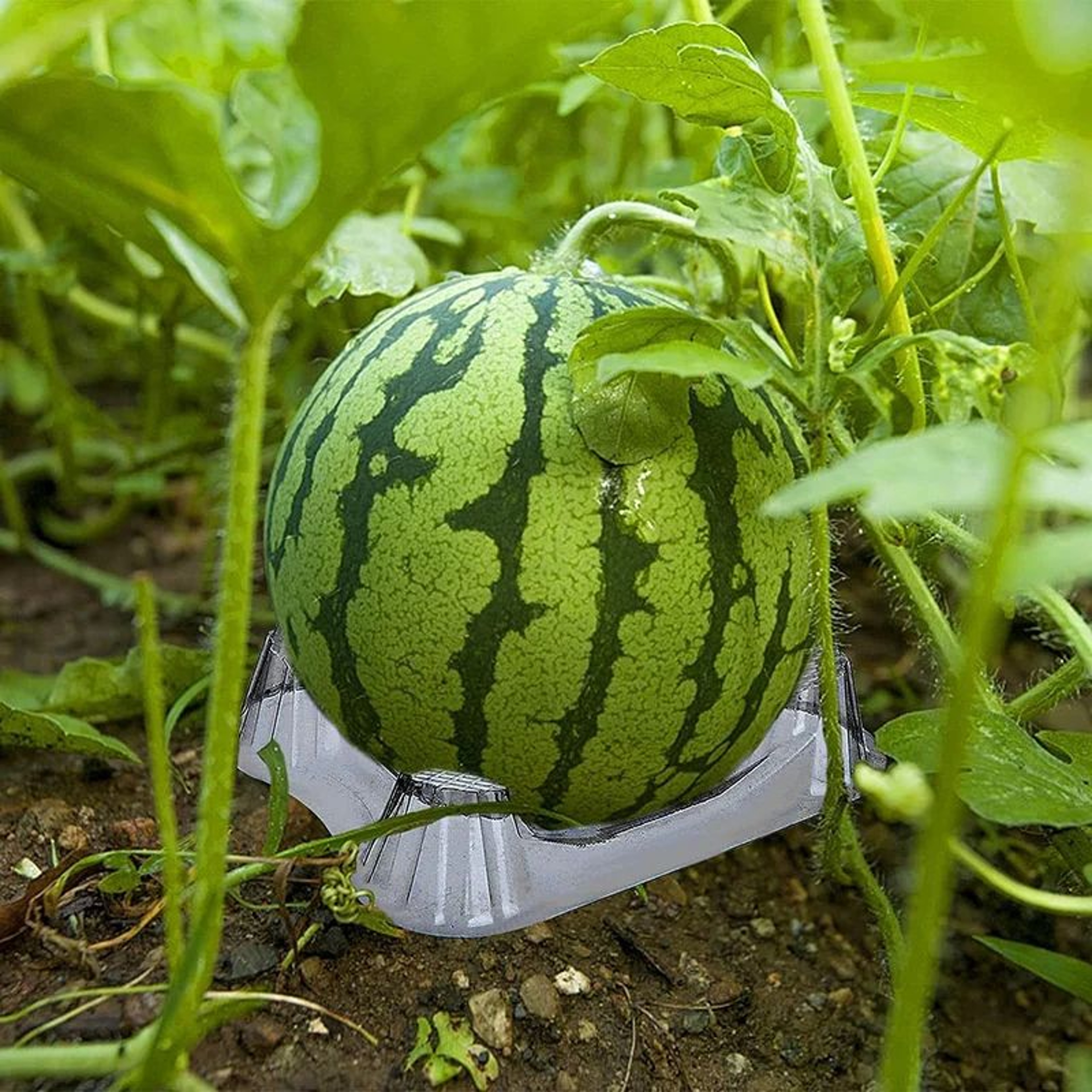 50Pack Garden Melon Cradle Supports  Watermelon Support Stand  Pumpkin Holder Set 0