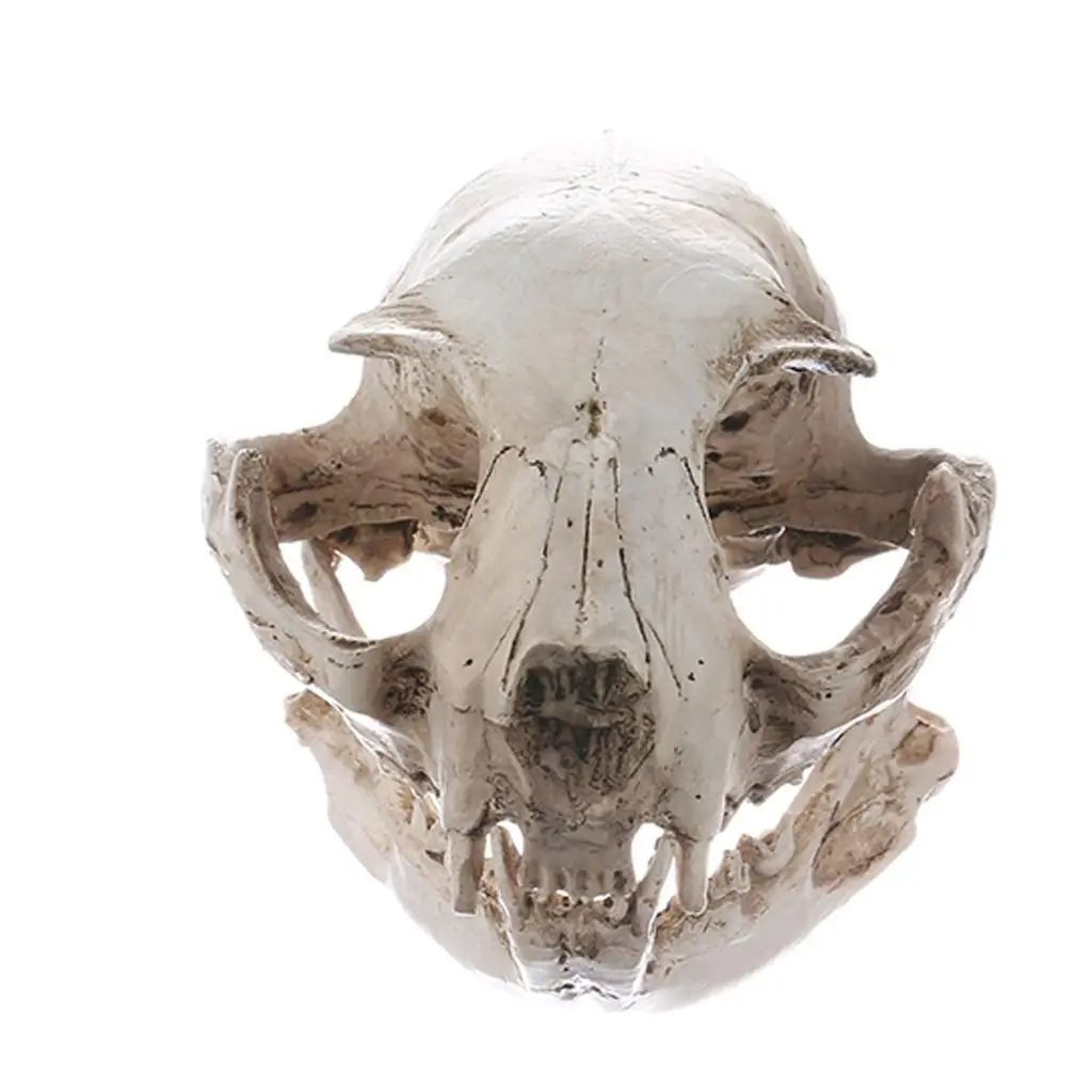 Realistic Resin Cat Skull Replica Anatomy Model For Teaching And Decor 1