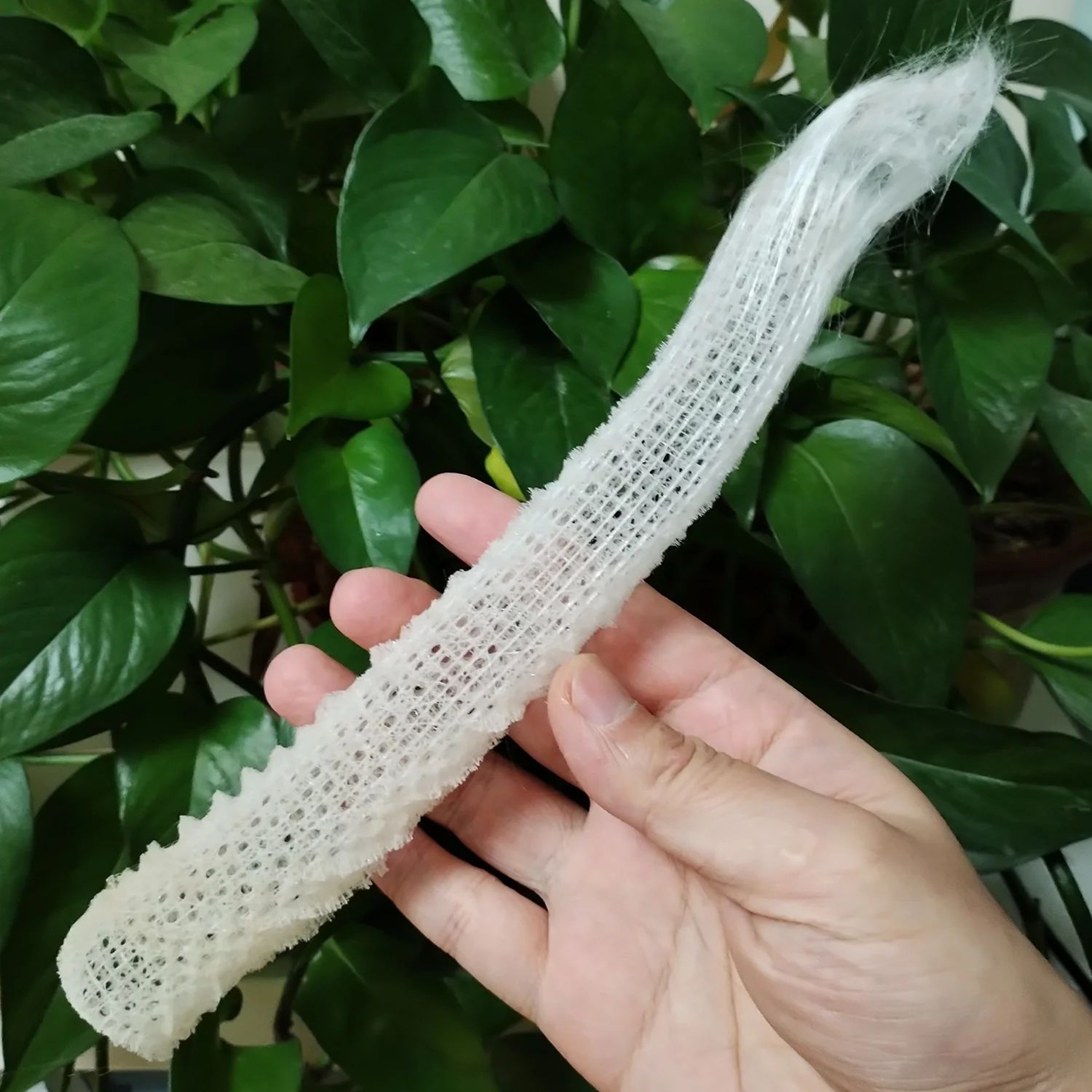 Venus Flower Basket Glass Sponge Decor  Natural Euplectella Shell For Coastal Aquarium And Ocean Di 1