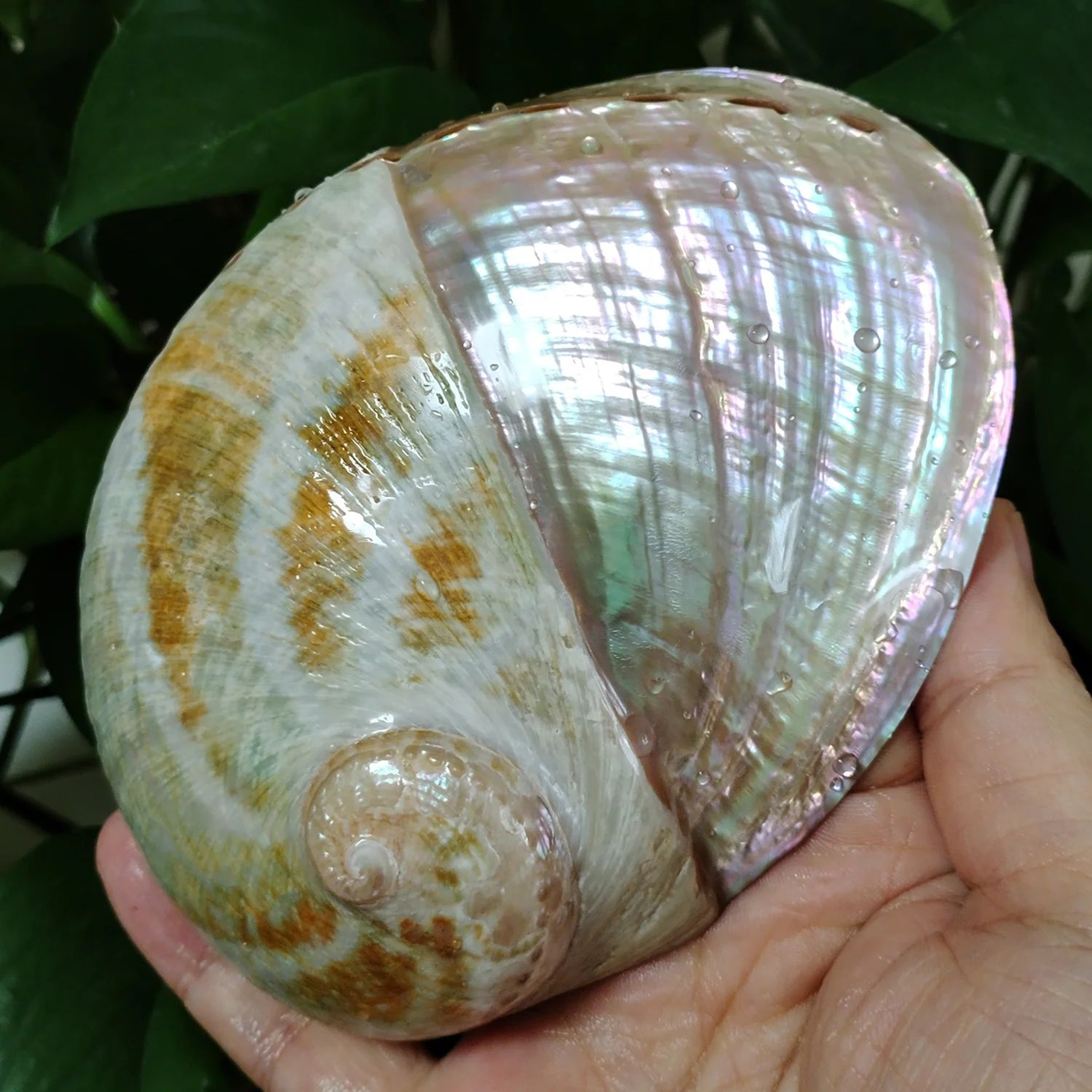 Paua Abalone Shell Smudge Kit With Tripod Stand  Natural Smudging Bowl  Spiritual Cleansing Decor 7