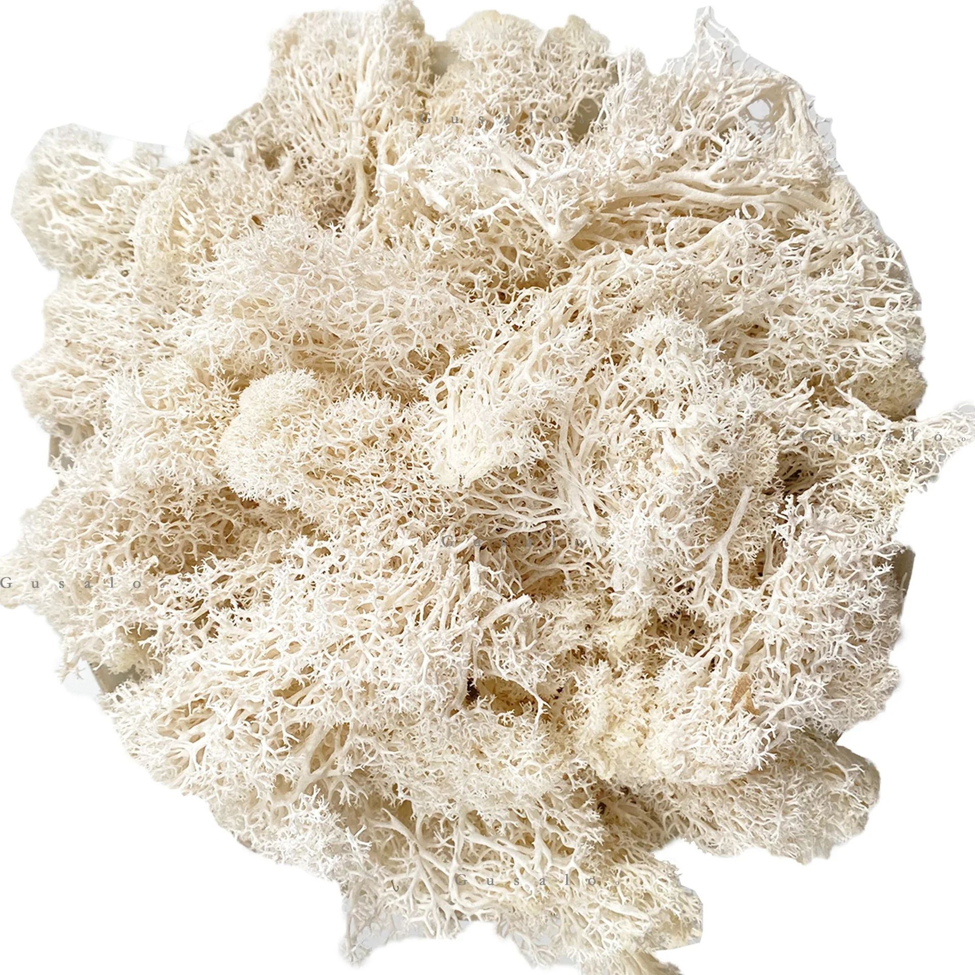 Premium Artificial Moss For Plants  Crafts  Realistic Reindeer Moss Decor For DIY Floral  Wall Styl 21