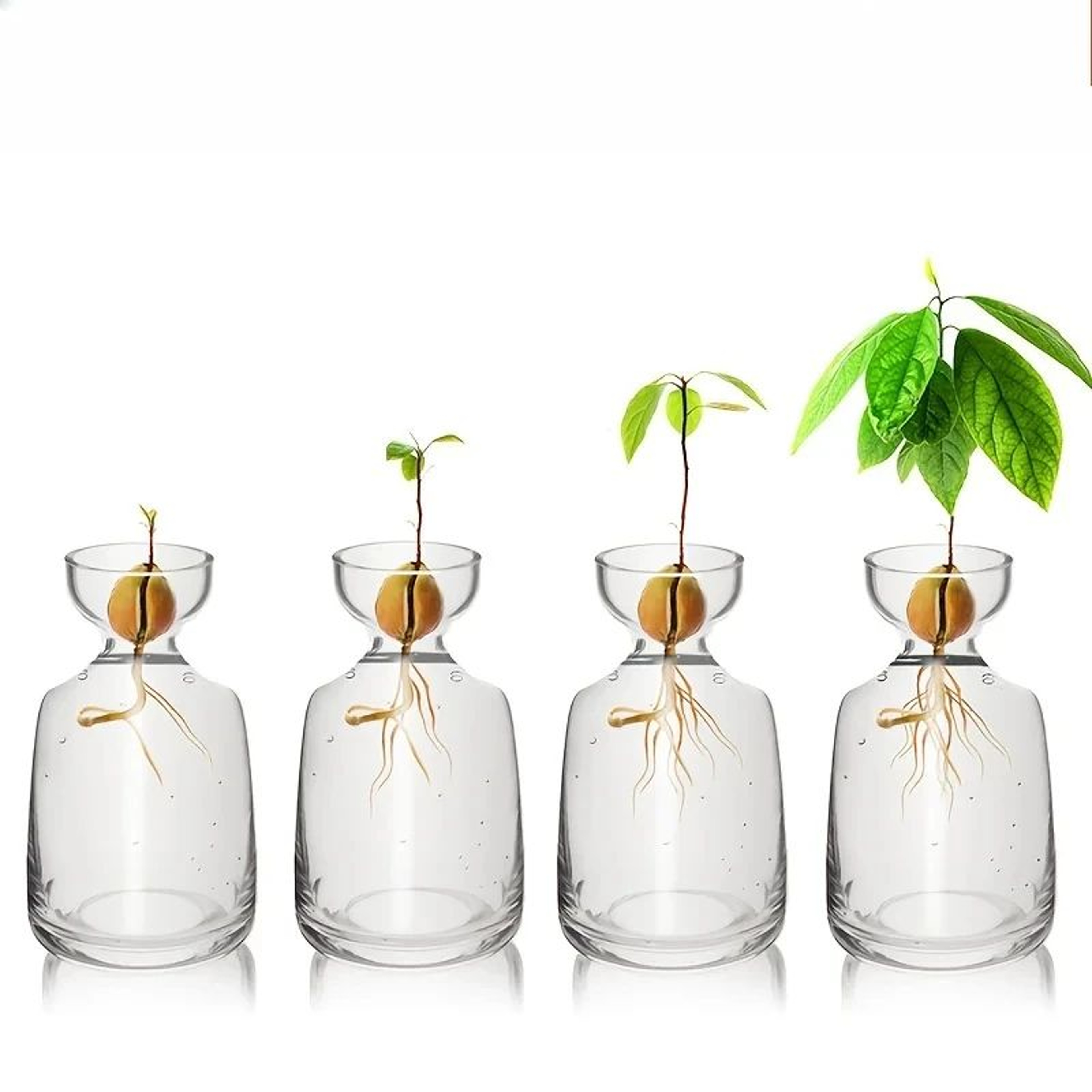 Avocado Seed Starter Vase Set Of 4 Glass Propagation Grow Kit 8