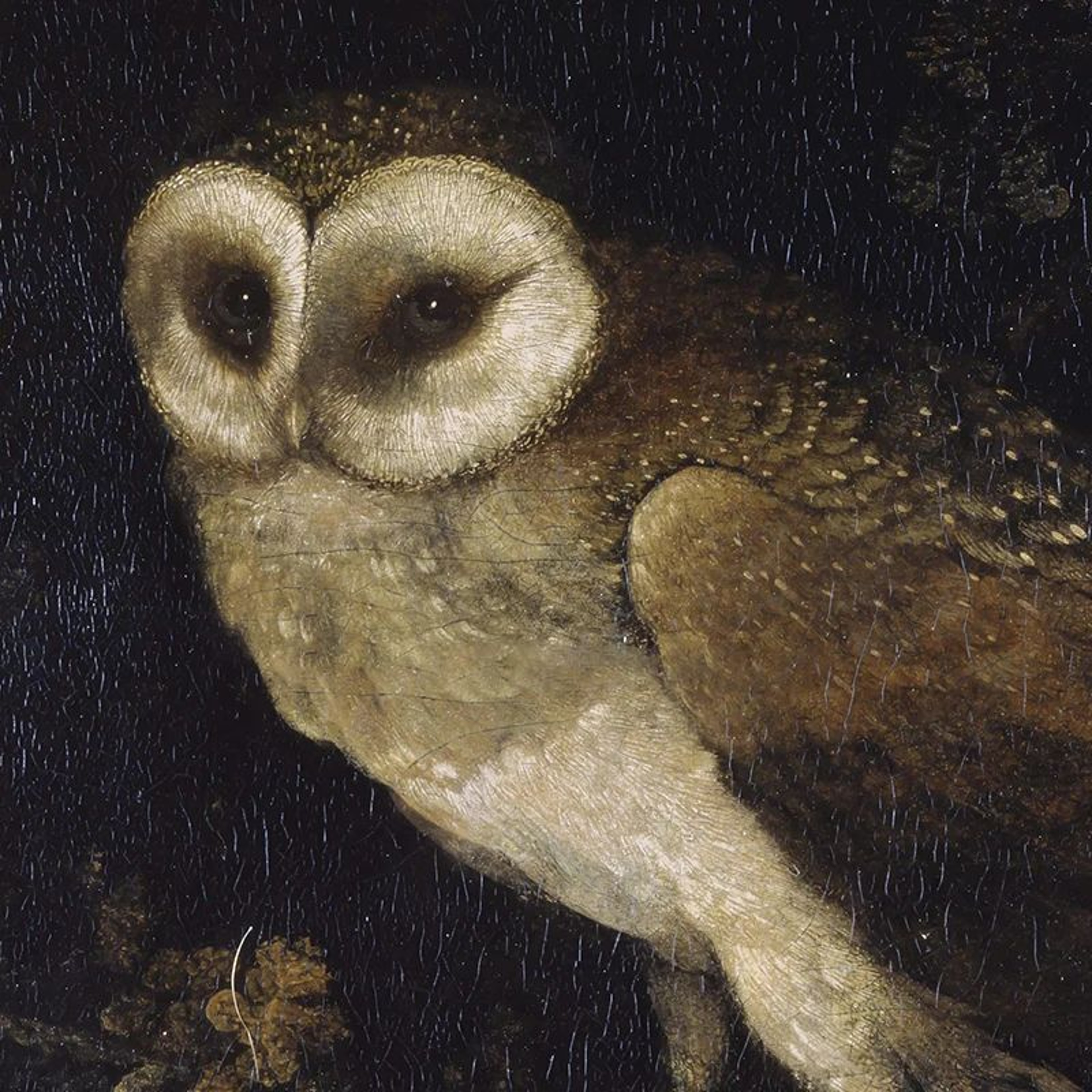 Vintage Owl Canvas Print  Dark Academia Cottagecore Wall Art With Butterflies 2
