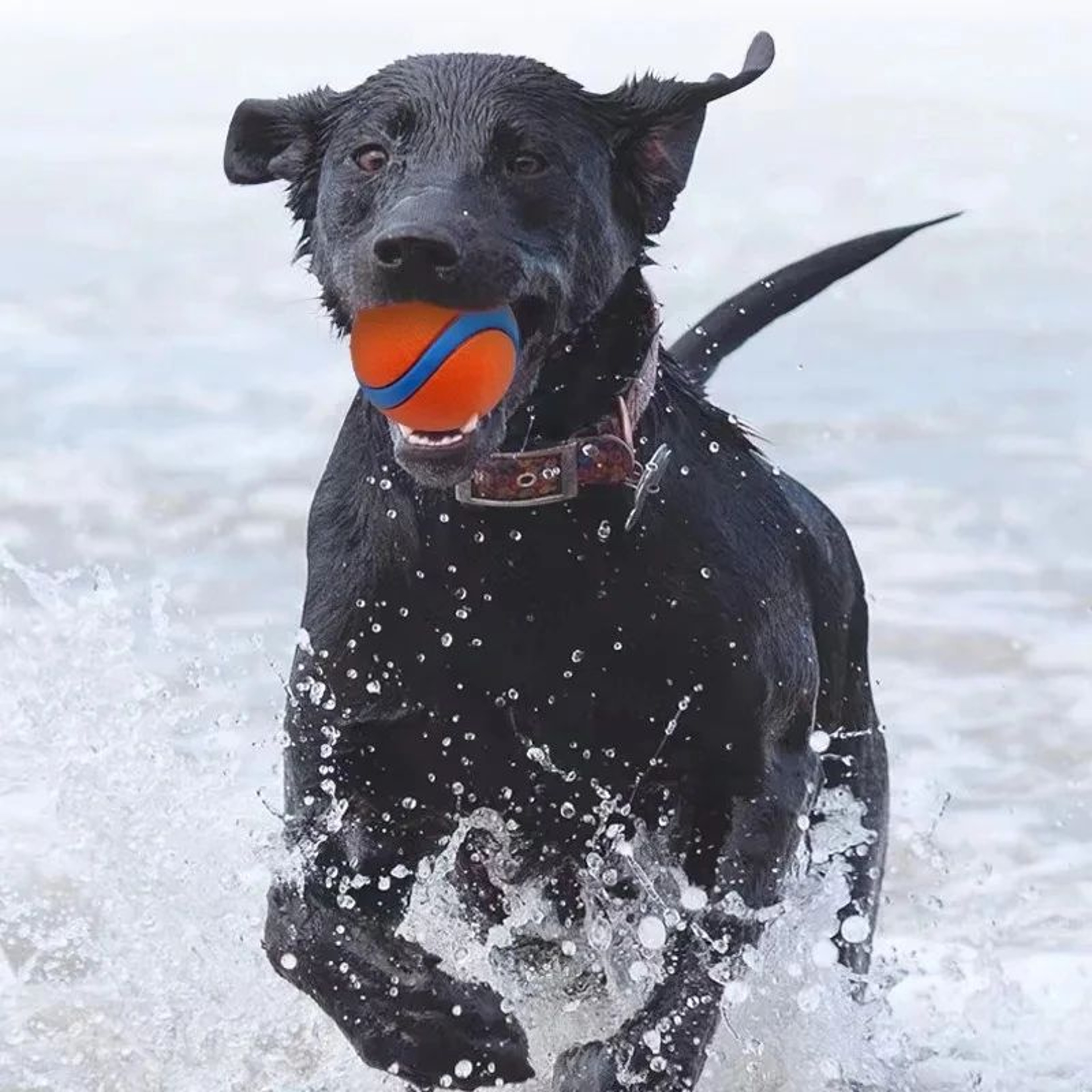 Tough Elastic Dog Fetch Ball For Chewing Bouncing And Active Play 4