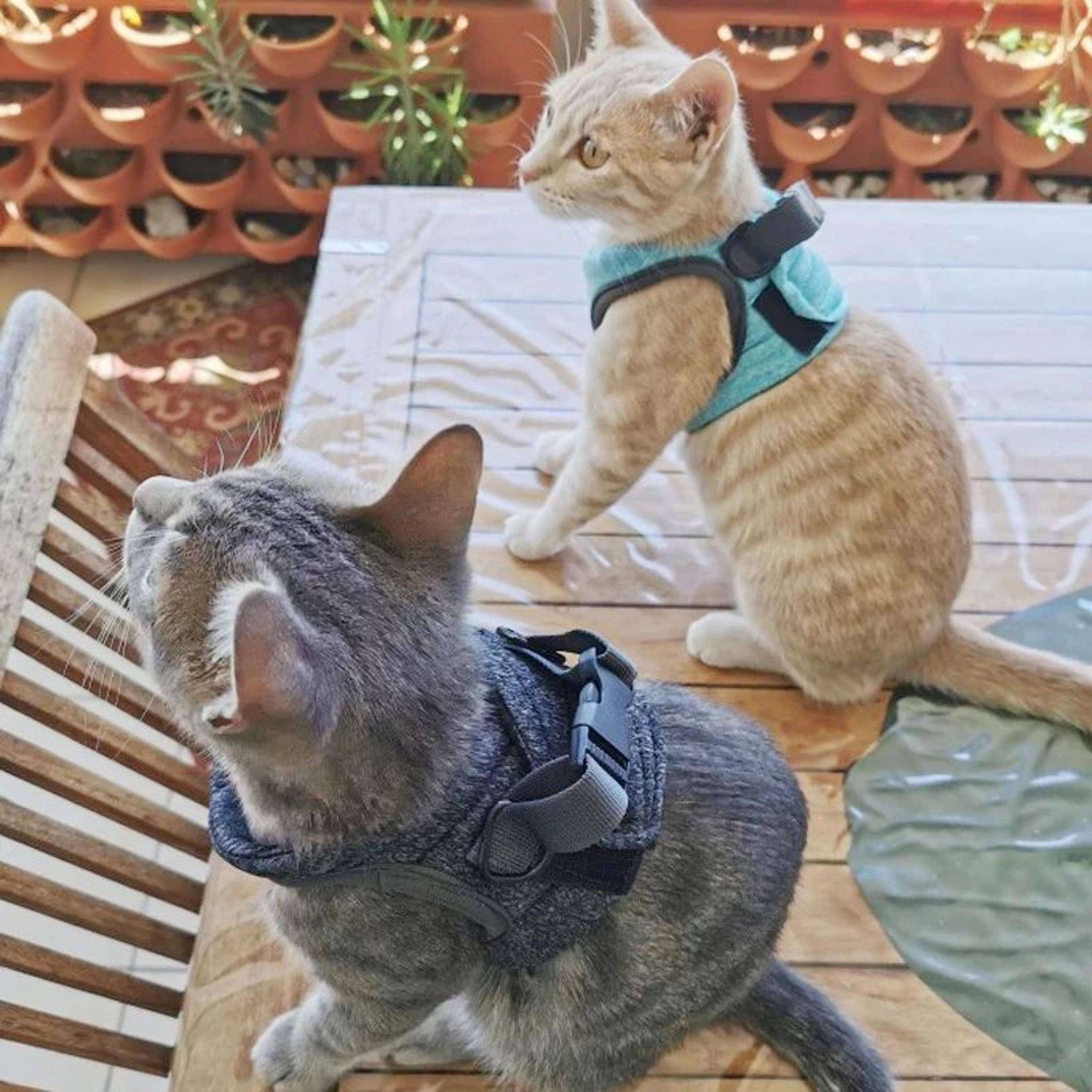 PurrSafe Adjustable Cat Harness And Leash Set For Kittens  Small Cats 5